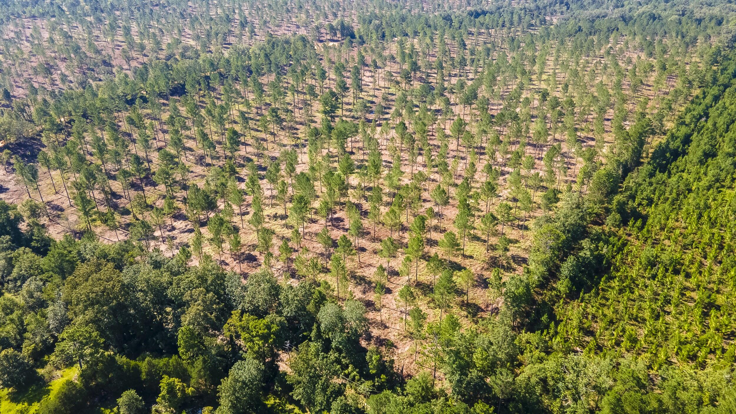 Lot 3 Bluffwood Road, Wagener