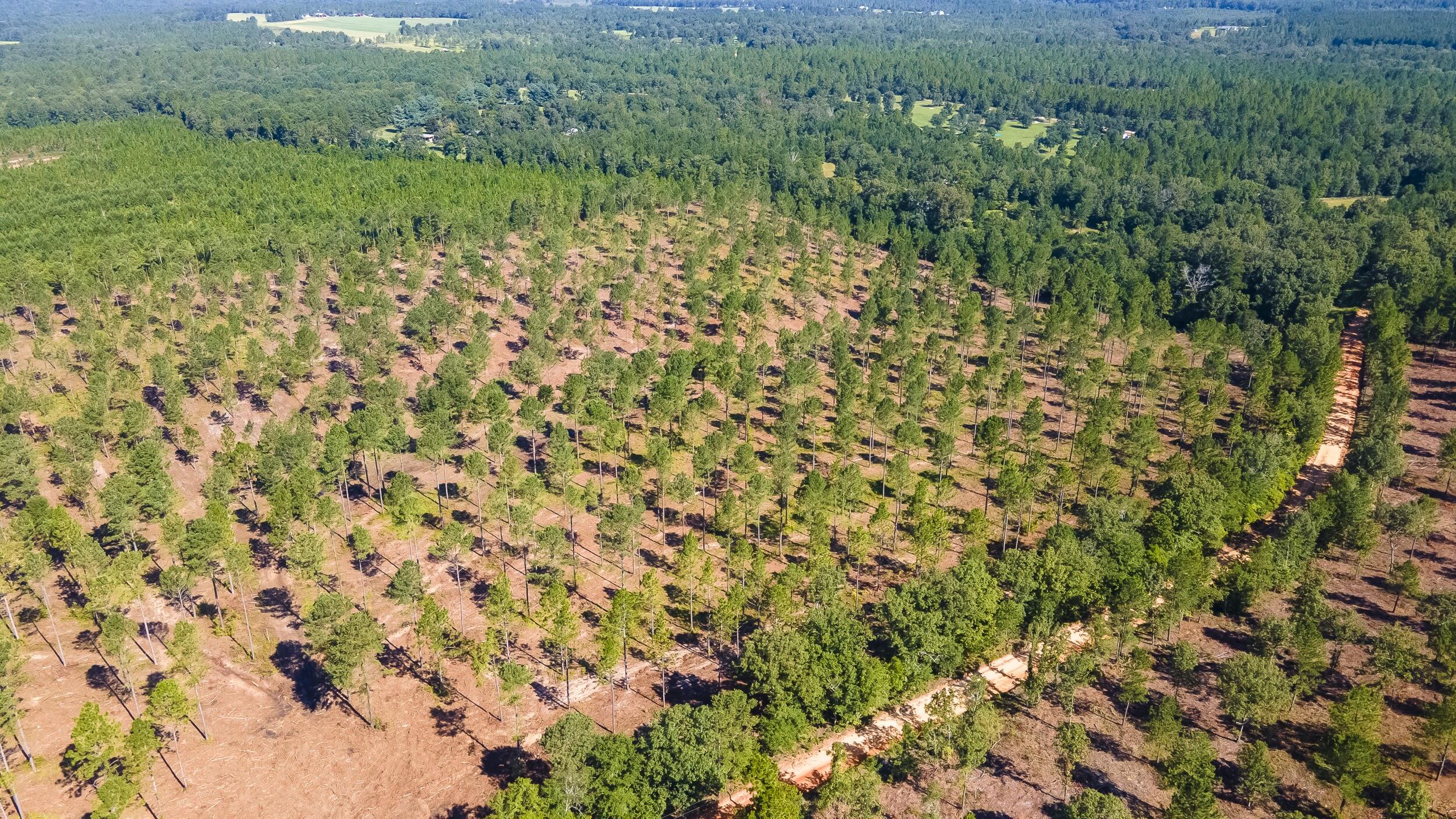 Lot 2 Bluffwood Road, Wagener