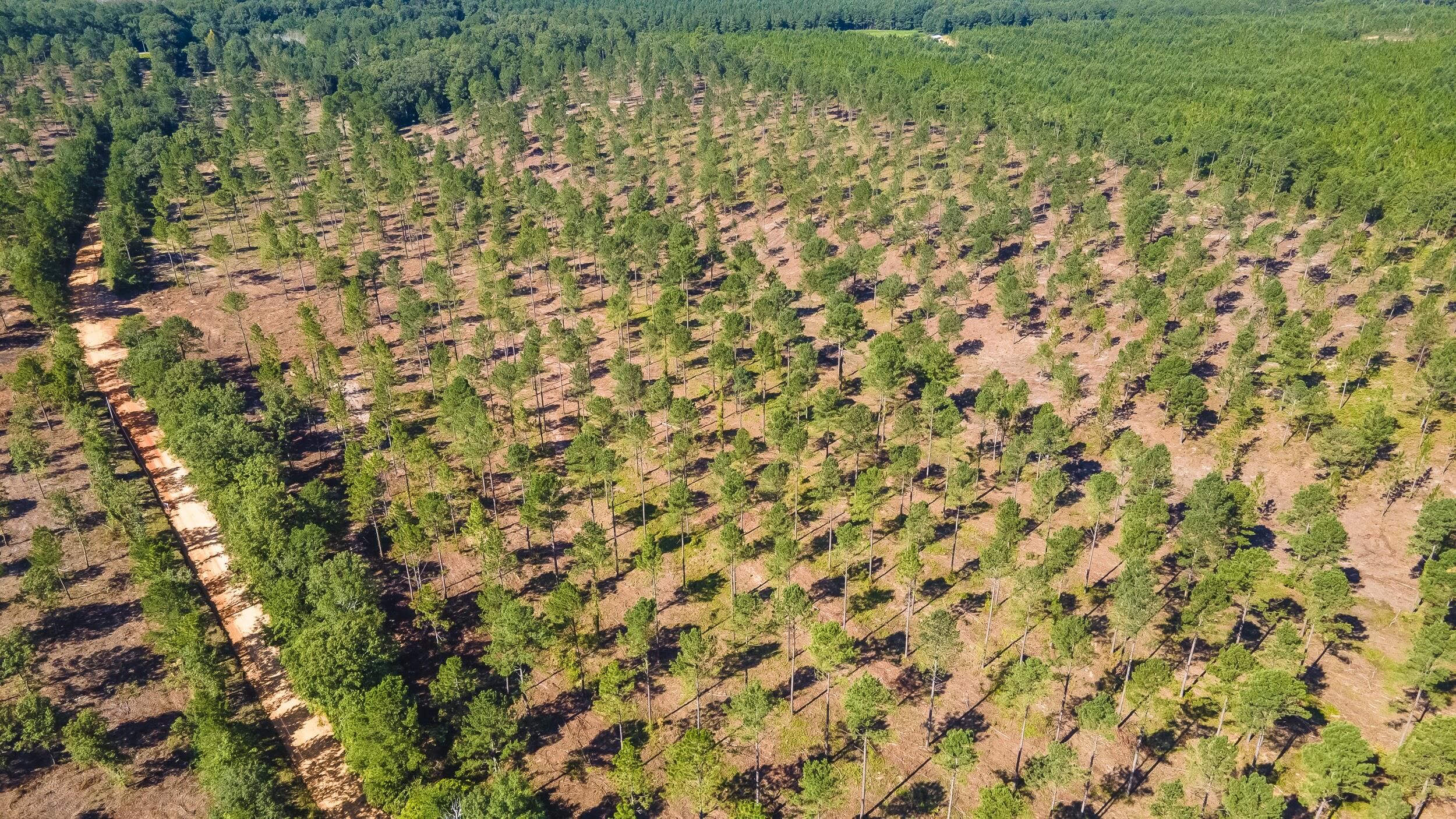 Lot 2 Bluffwood Road, Wagener