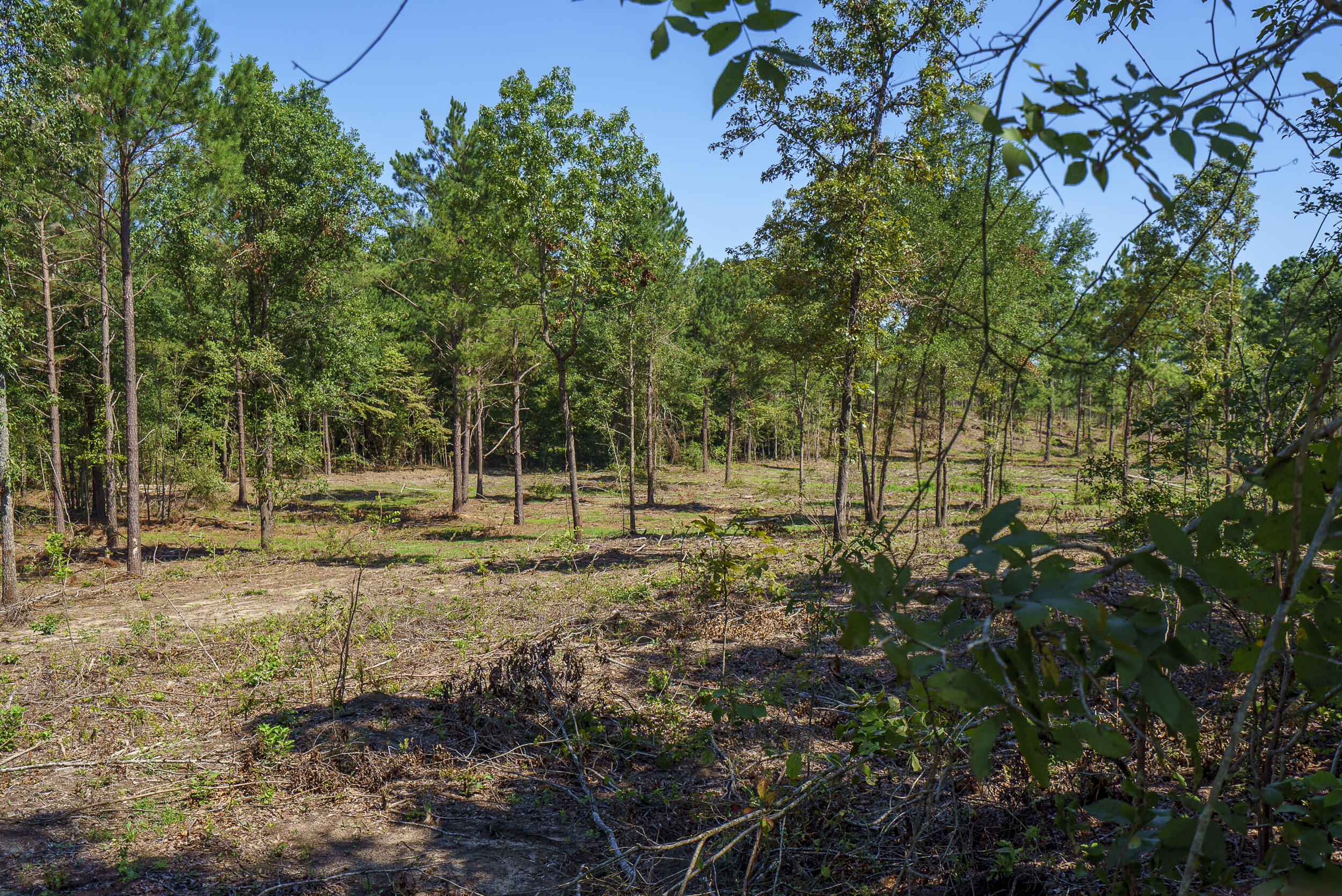 Lot 2 Bluffwood Road, Wagener