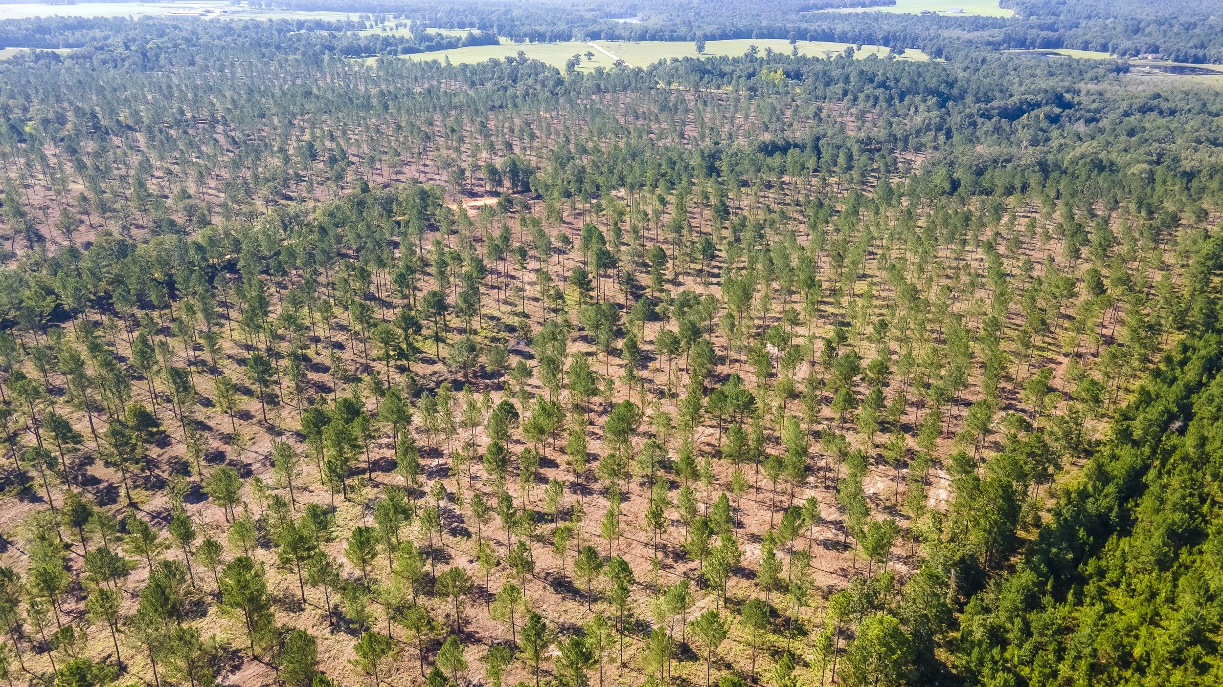 Lot 2 Bluffwood Road, Wagener