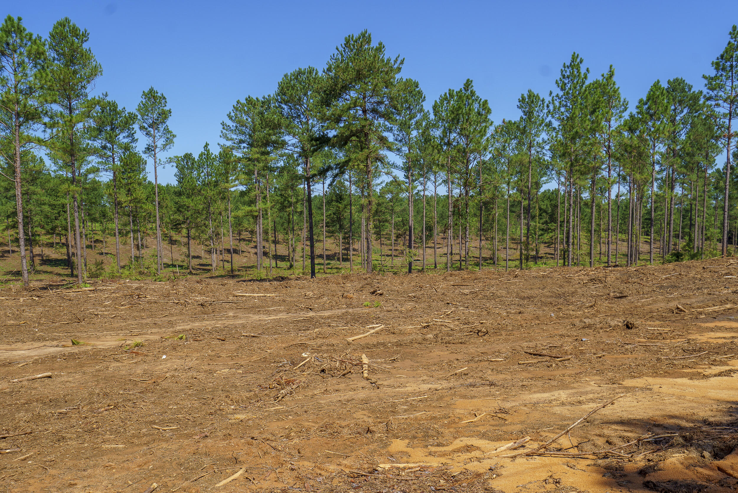 Lot 2 Bluffwood Road, Wagener