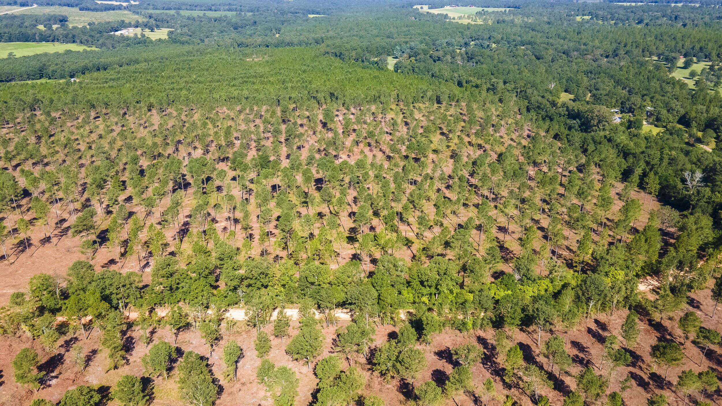 Lot 2 Bluffwood Road, Wagener