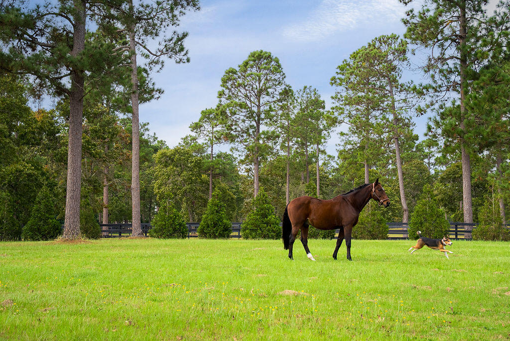 1029 Shell Bluff Drive