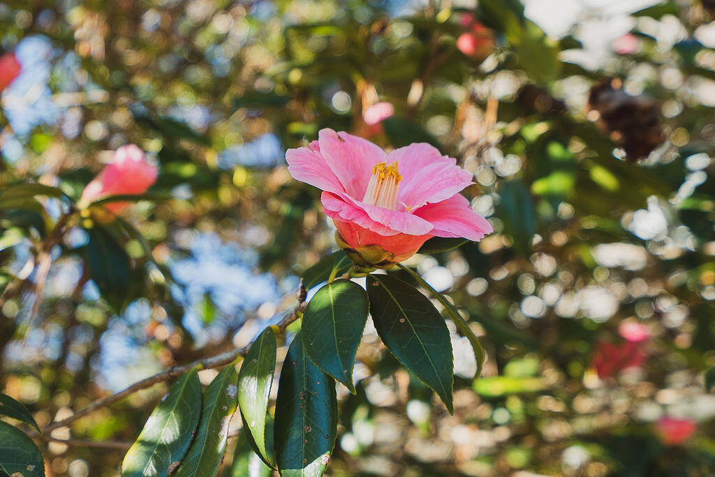 105 Florence Street SW