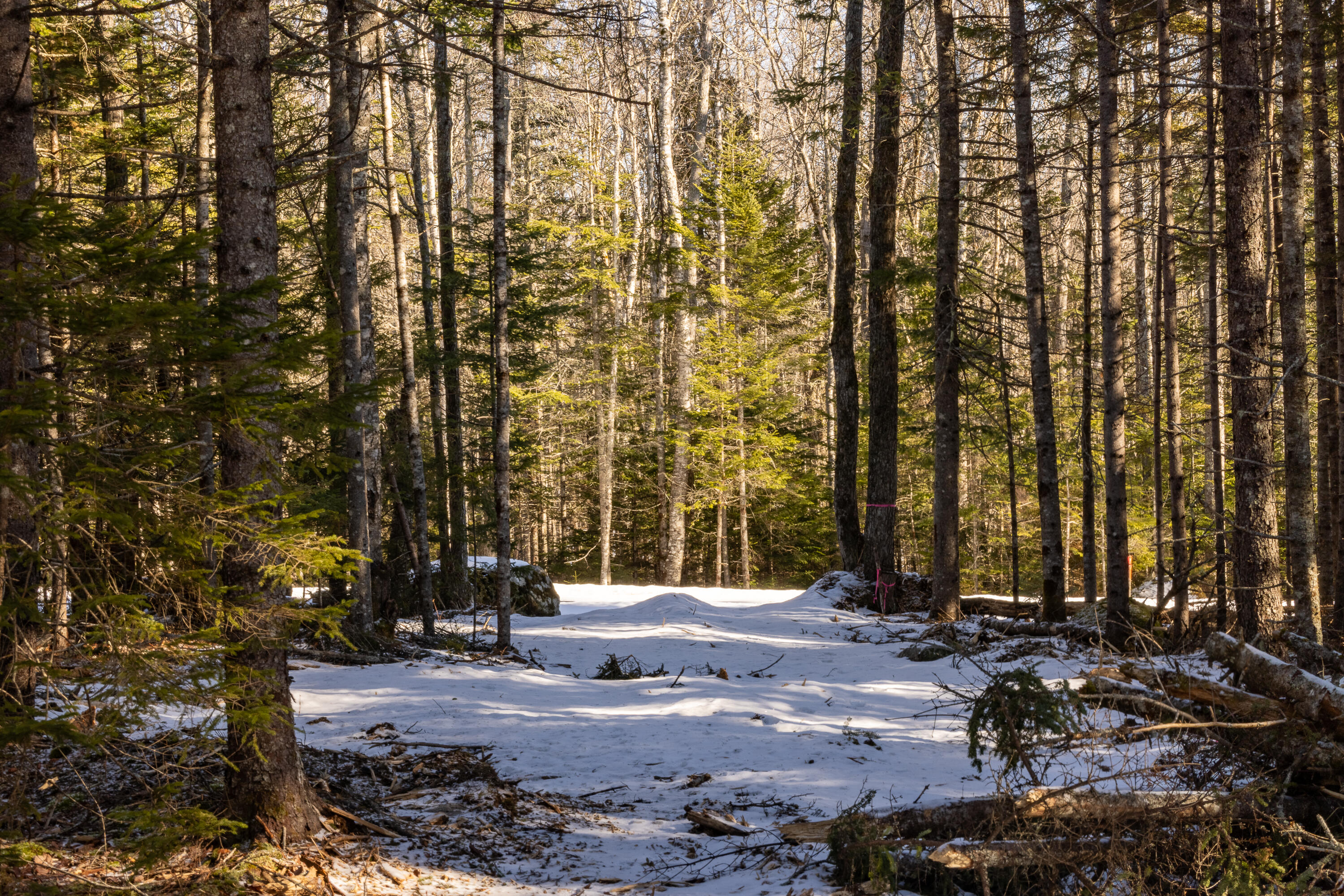 10-4M Forest Hill
