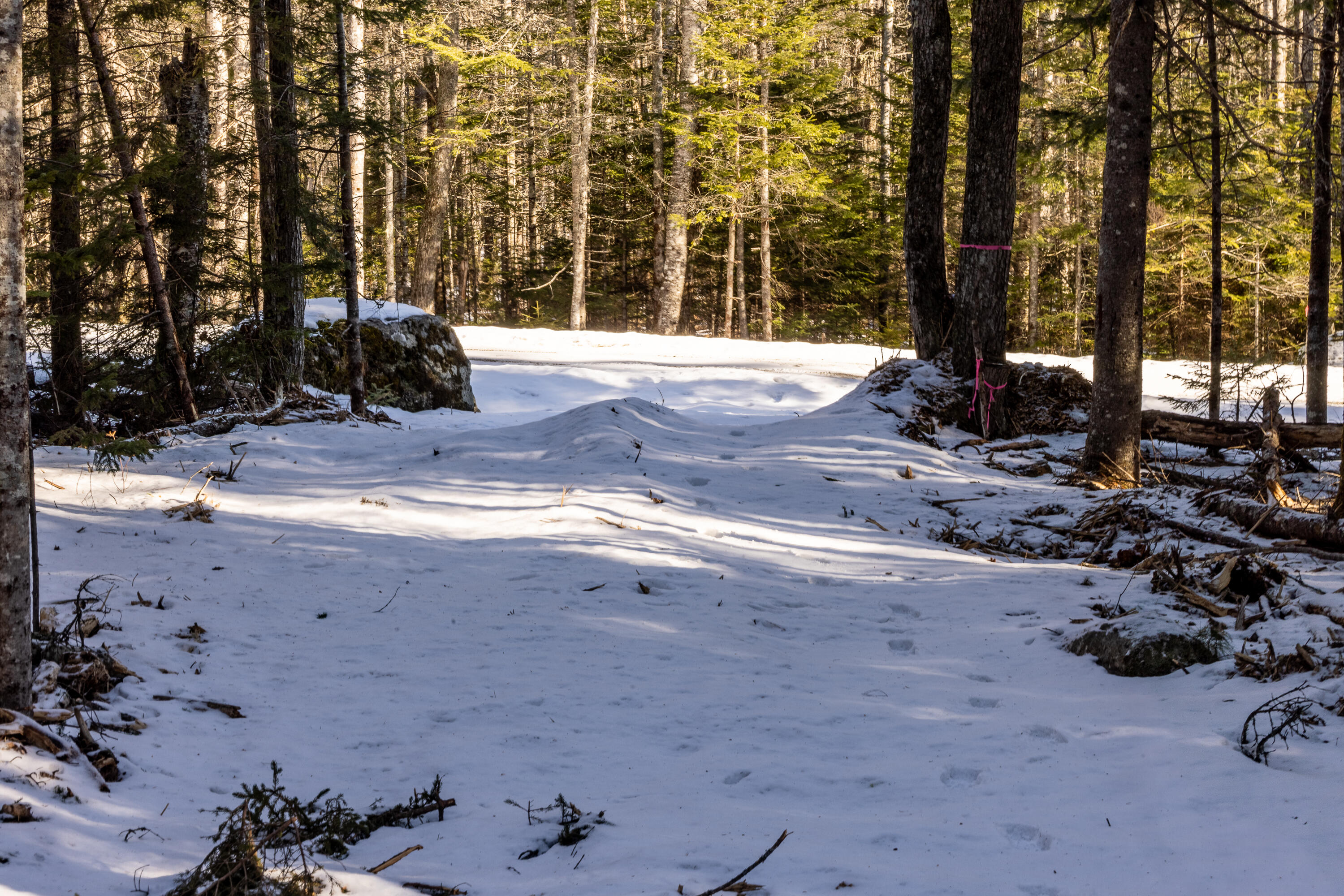 10-4M Forest Hill