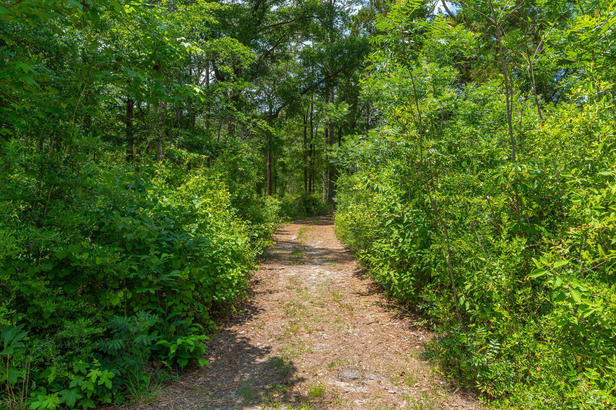 Wooded property with a leaf-covered path winding through dense green trees.