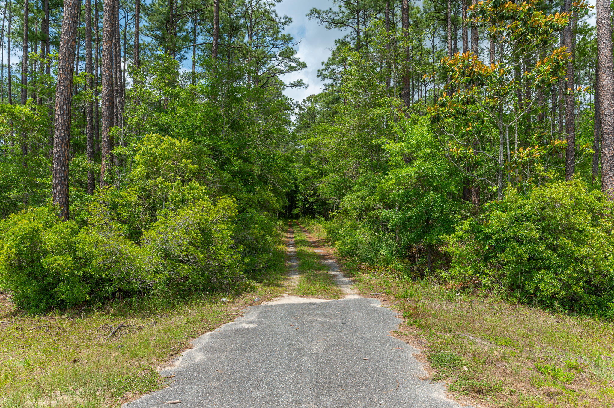 Paved entrance leading to a dirt track through dense woods.