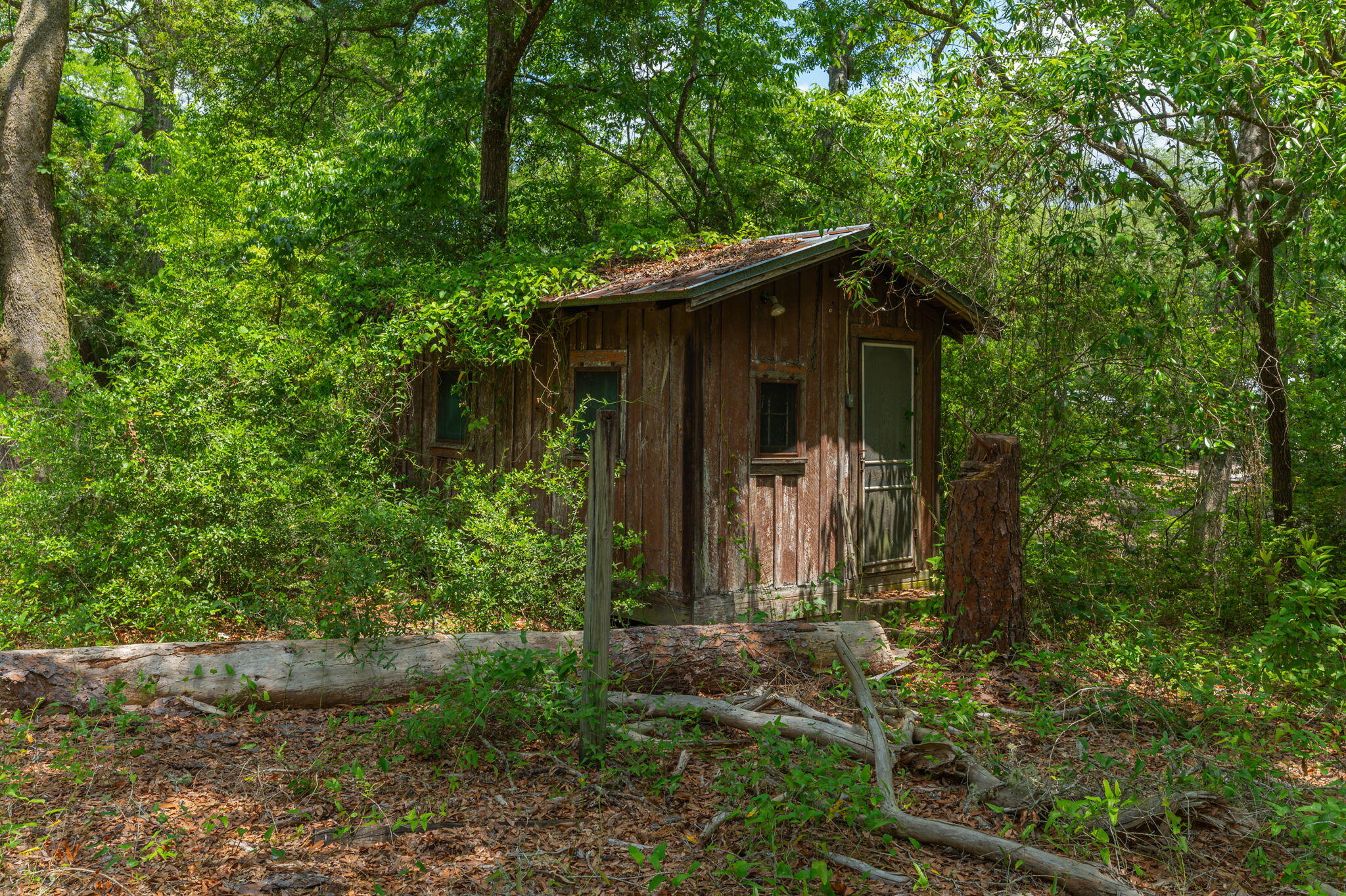 Weathered wooden outbuilding nestled in dense woodland, with fallen logs across the foreground.