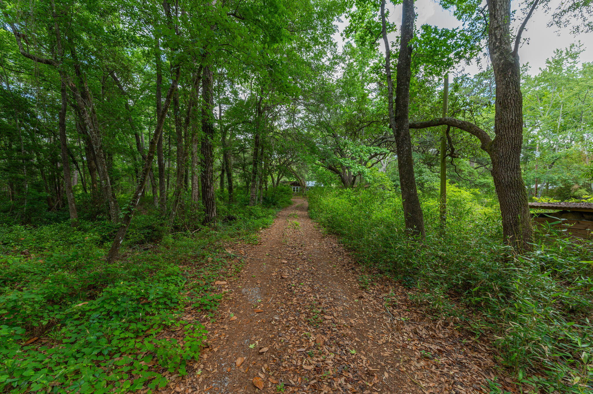 Wooded property with a leaf-covered dirt driveway leading toward a house.