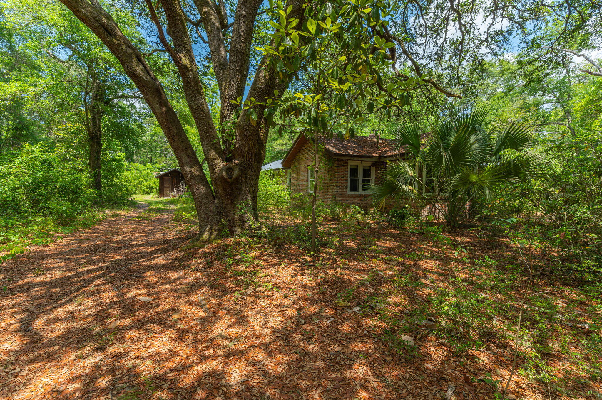 Brick house among dense trees and palmettos beside a leaf-covered path.