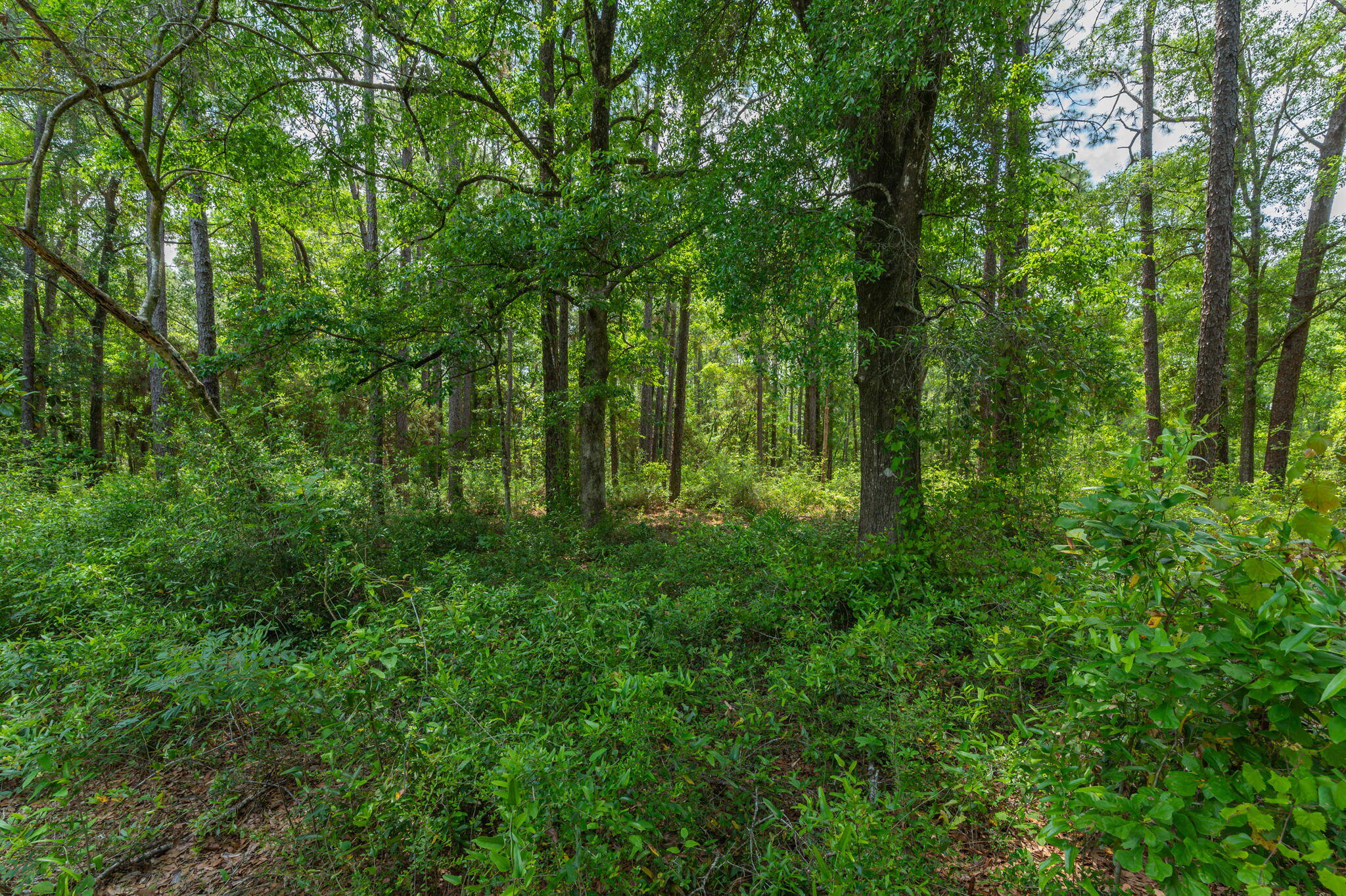 Wooded property with mature trees and dense green undergrowth.