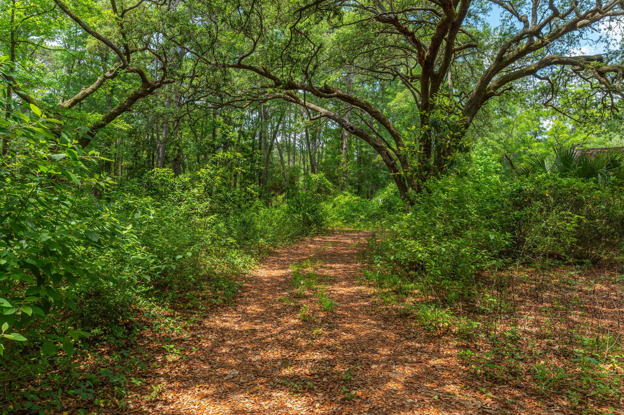 Wooded property with a leaf-covered path beneath mature spreading trees.
