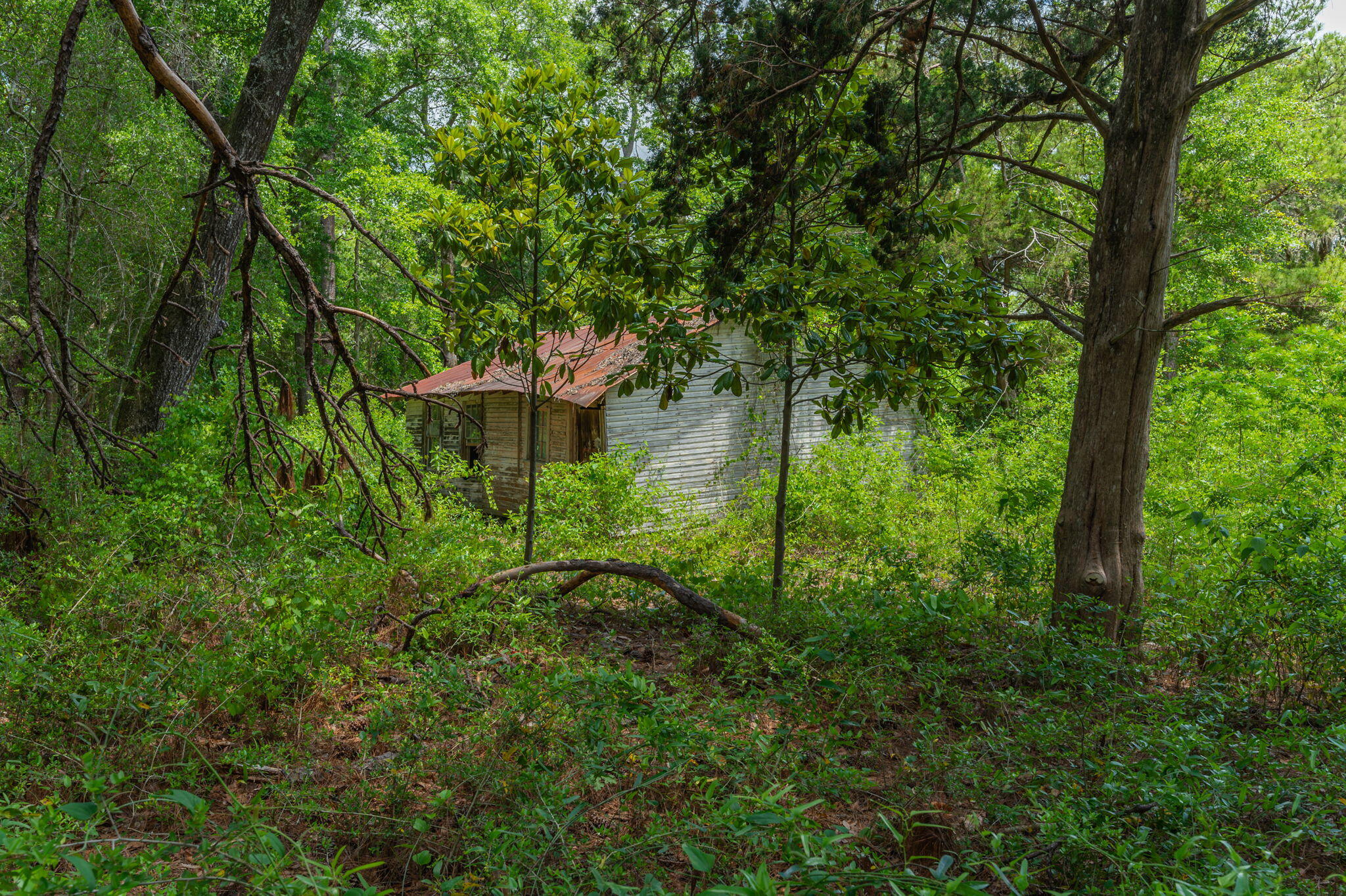 Weathered house with a rusty red roof, partly obscured by dense trees and undergrowth.