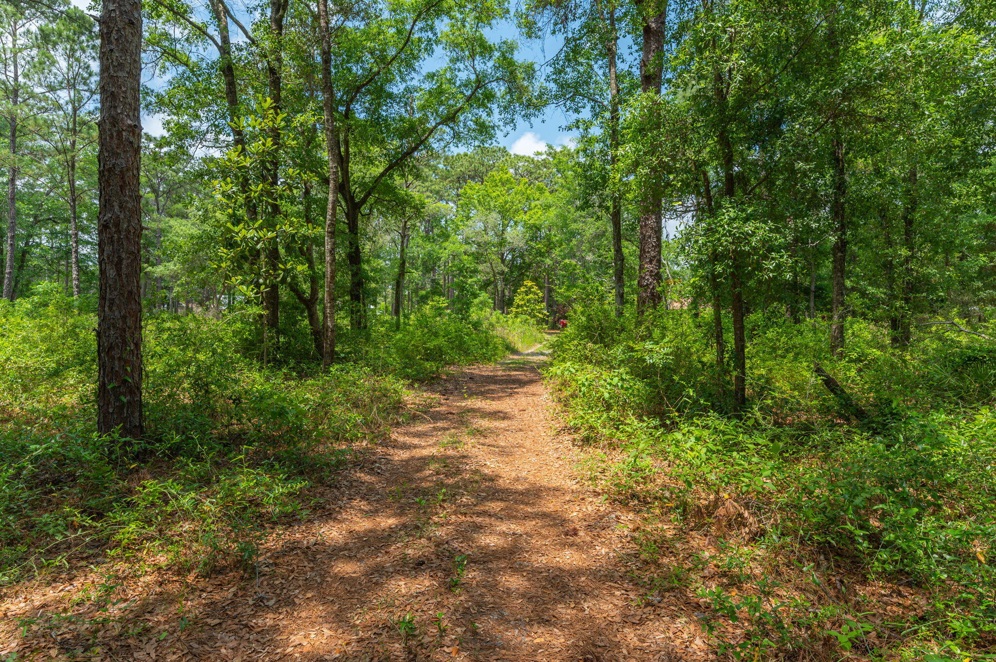 Wooded property with a leaf-covered path winding between mature trees and dense undergrowth.