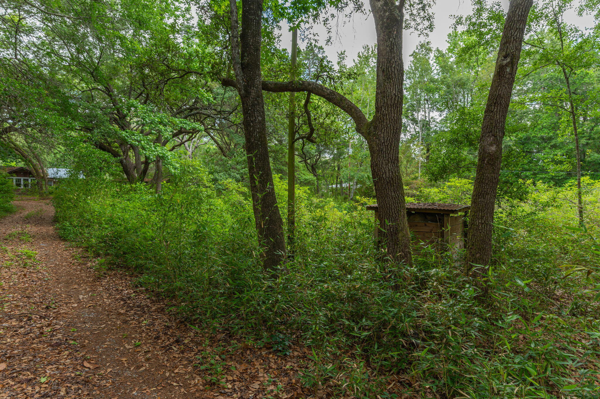 Wooded property with a leaf-covered path, mature trees, and a small wooden shed.
