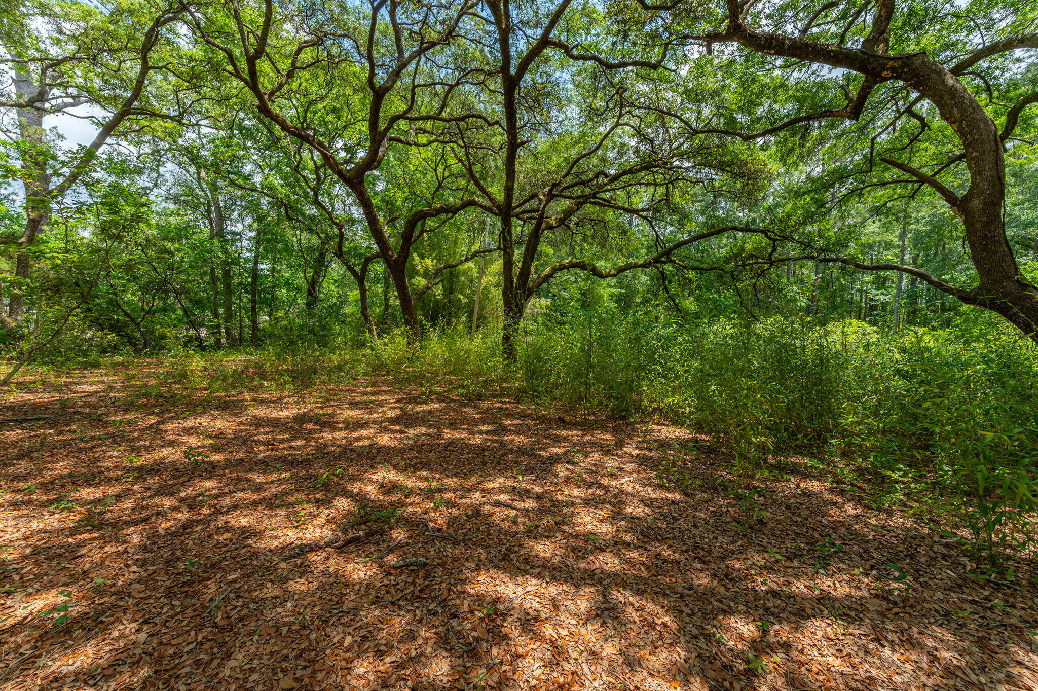 Wooded property with a leaf-covered clearing beneath mature spreading trees.