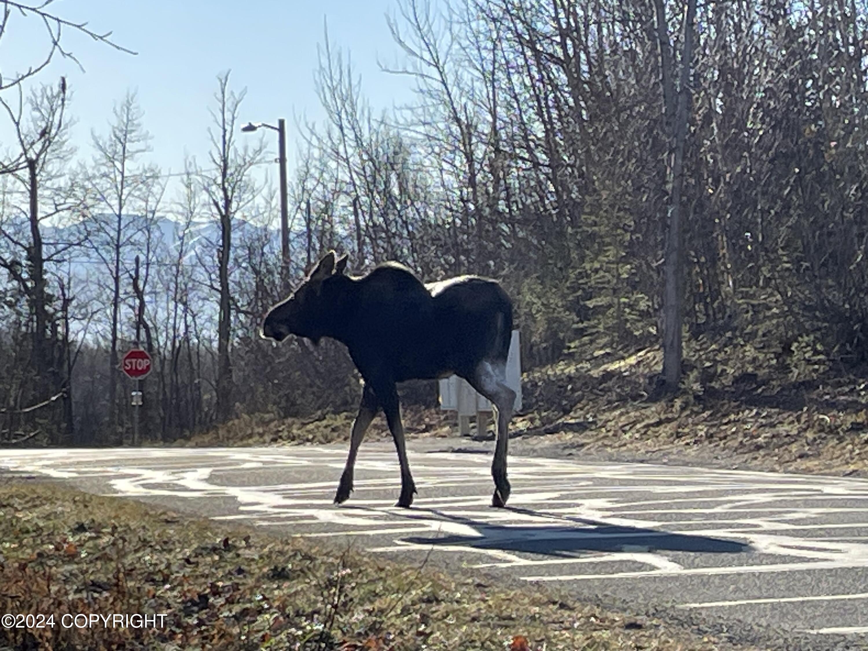 8571 Queensboro Avenue