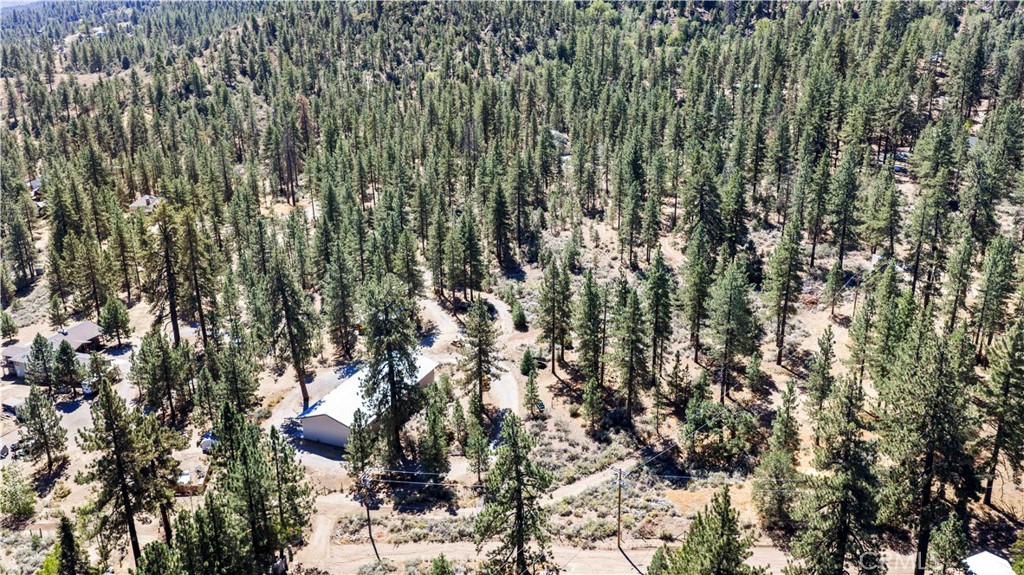 11753 Tanglefoot Lane