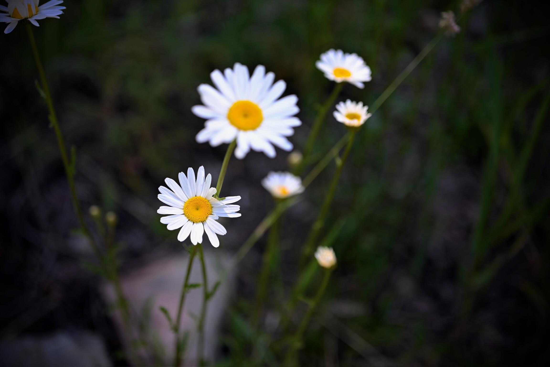 134 N Garfield Street