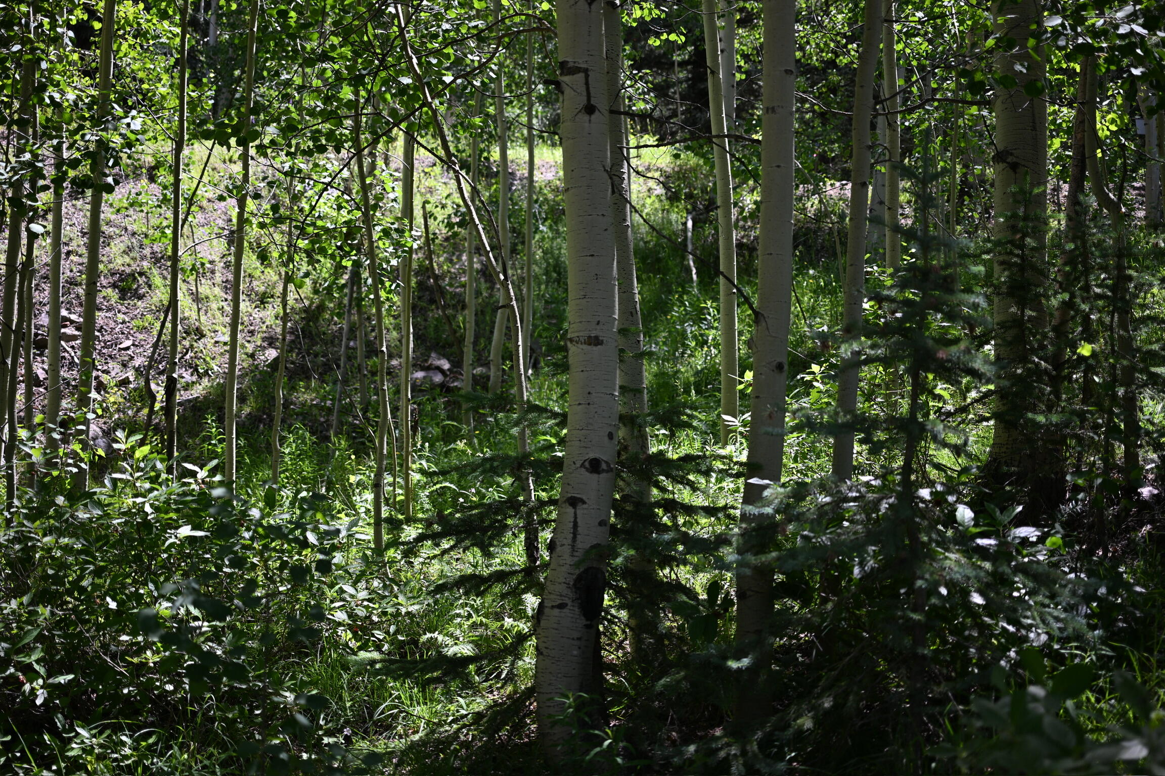 134 N Garfield Street