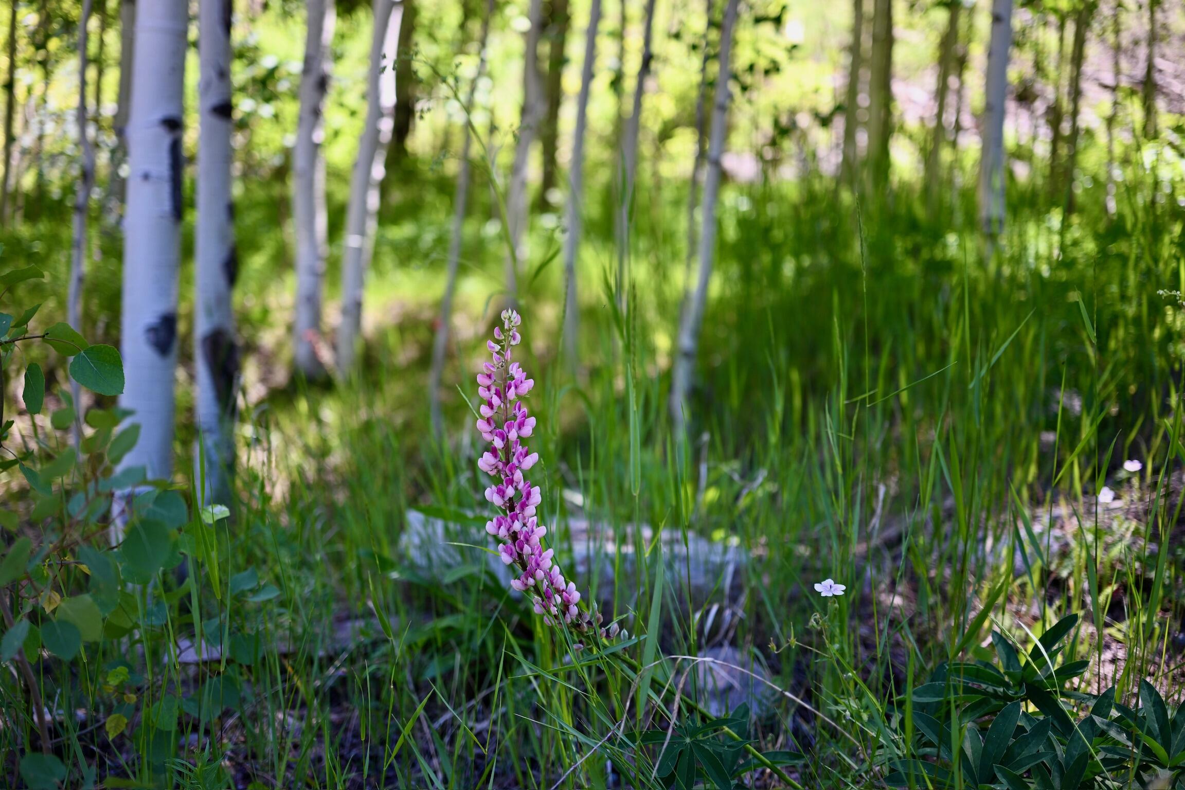 134 N Garfield Street