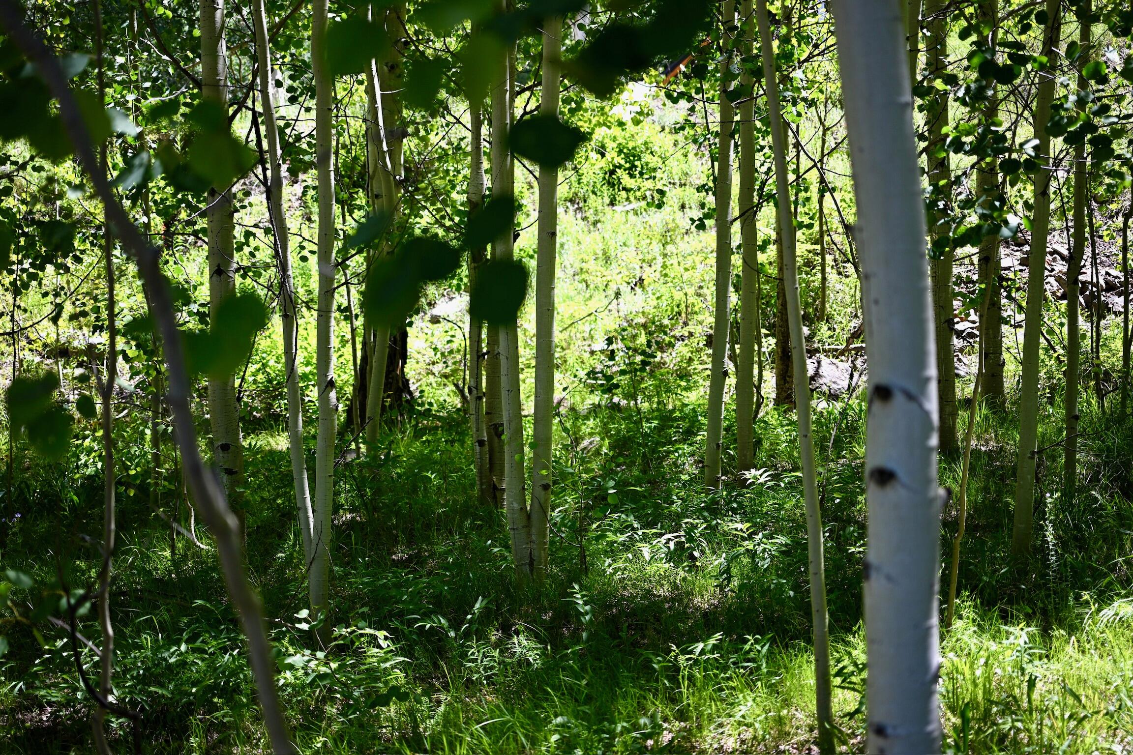 134 N Garfield Street