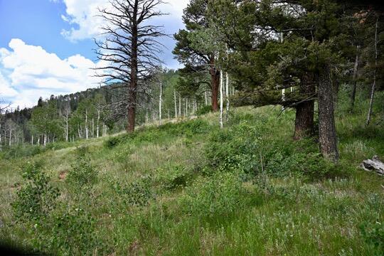 TBD Highway 145