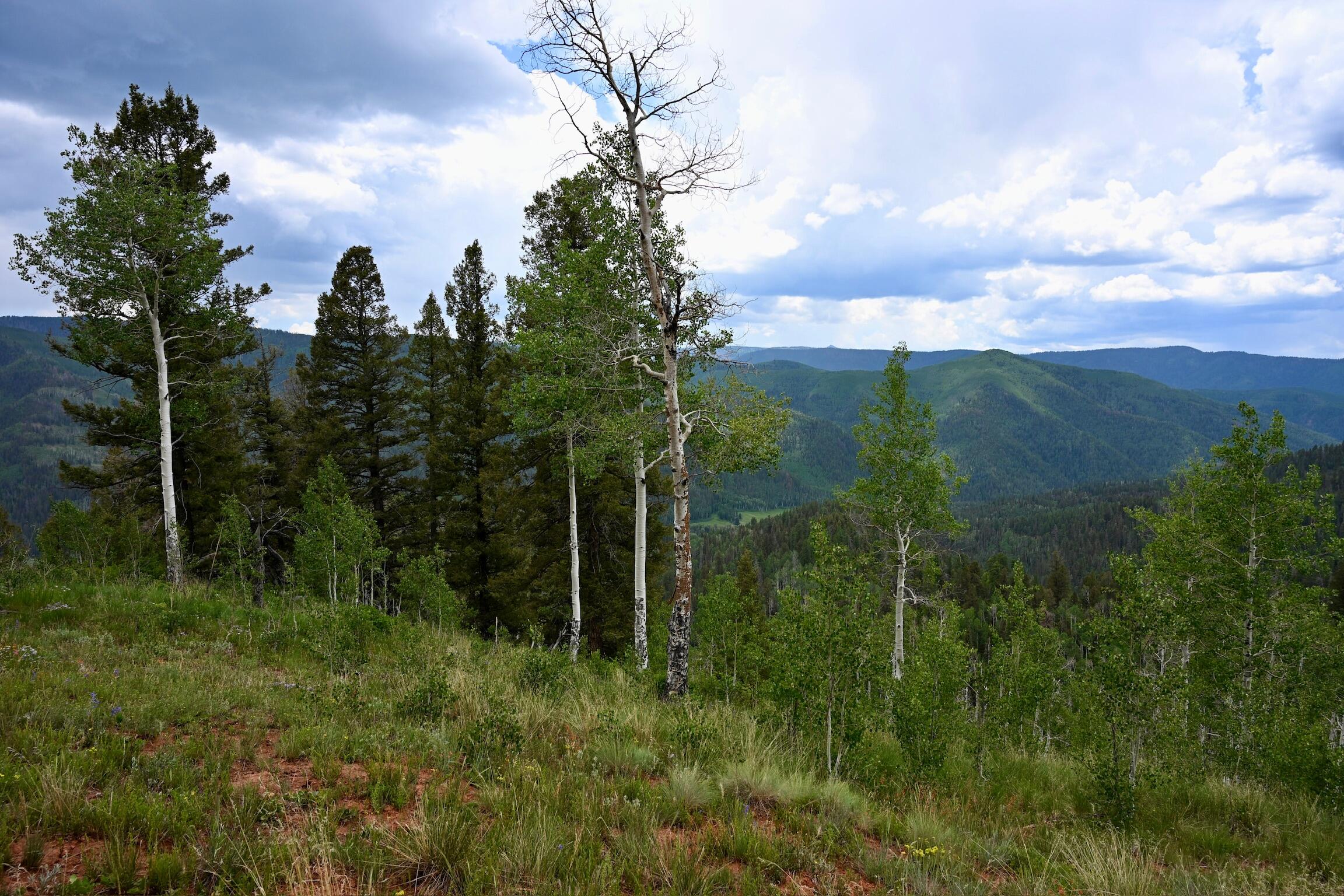TBD Highway 145