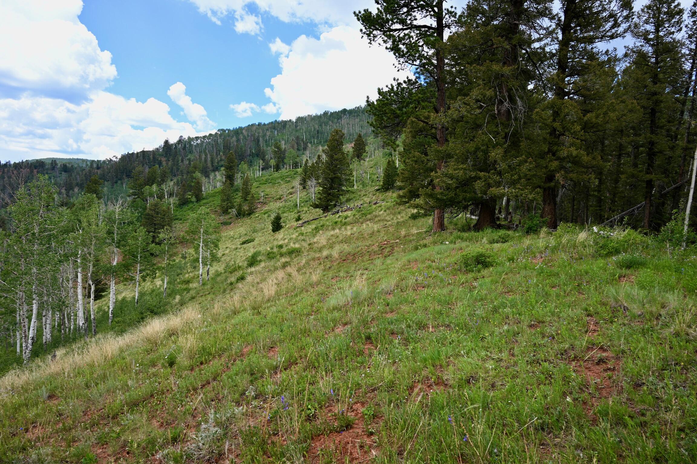 TBD Highway 145
