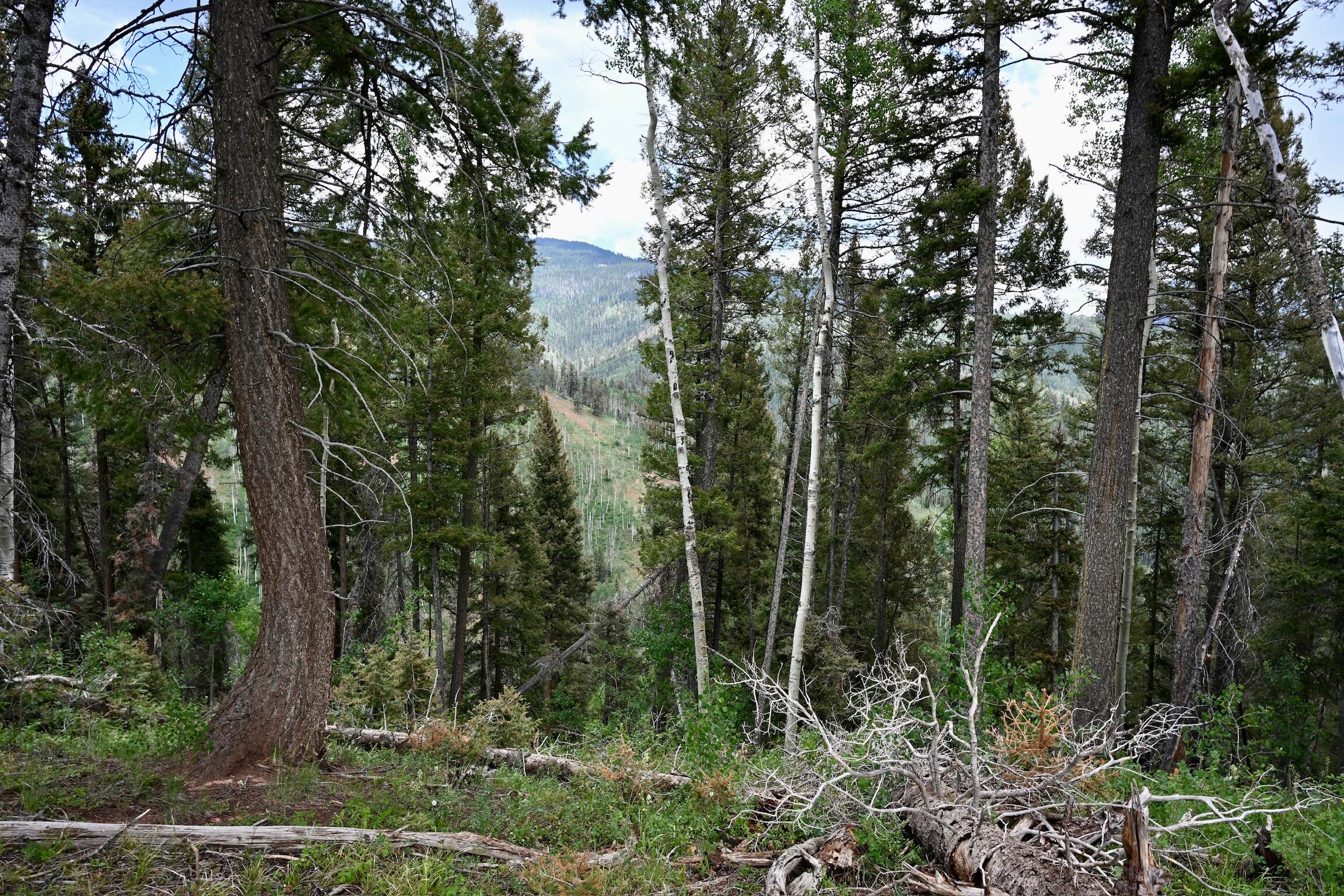 TBD Highway 145