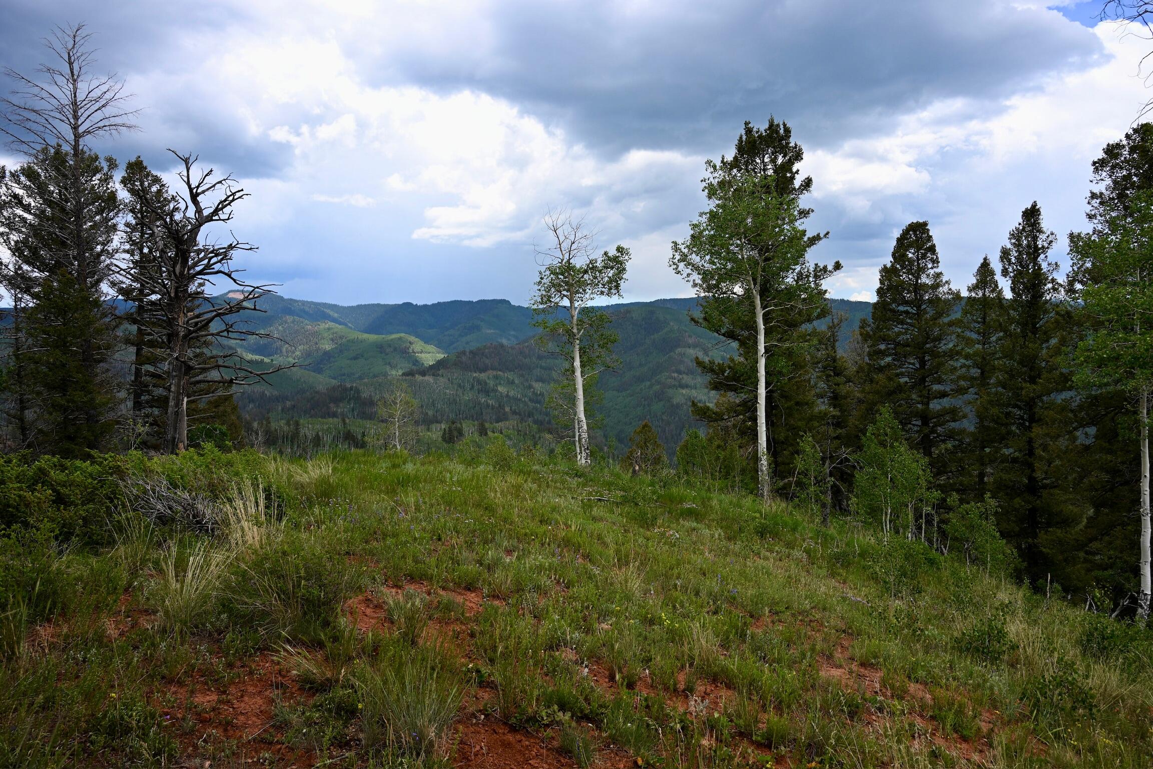 TBD Highway 145