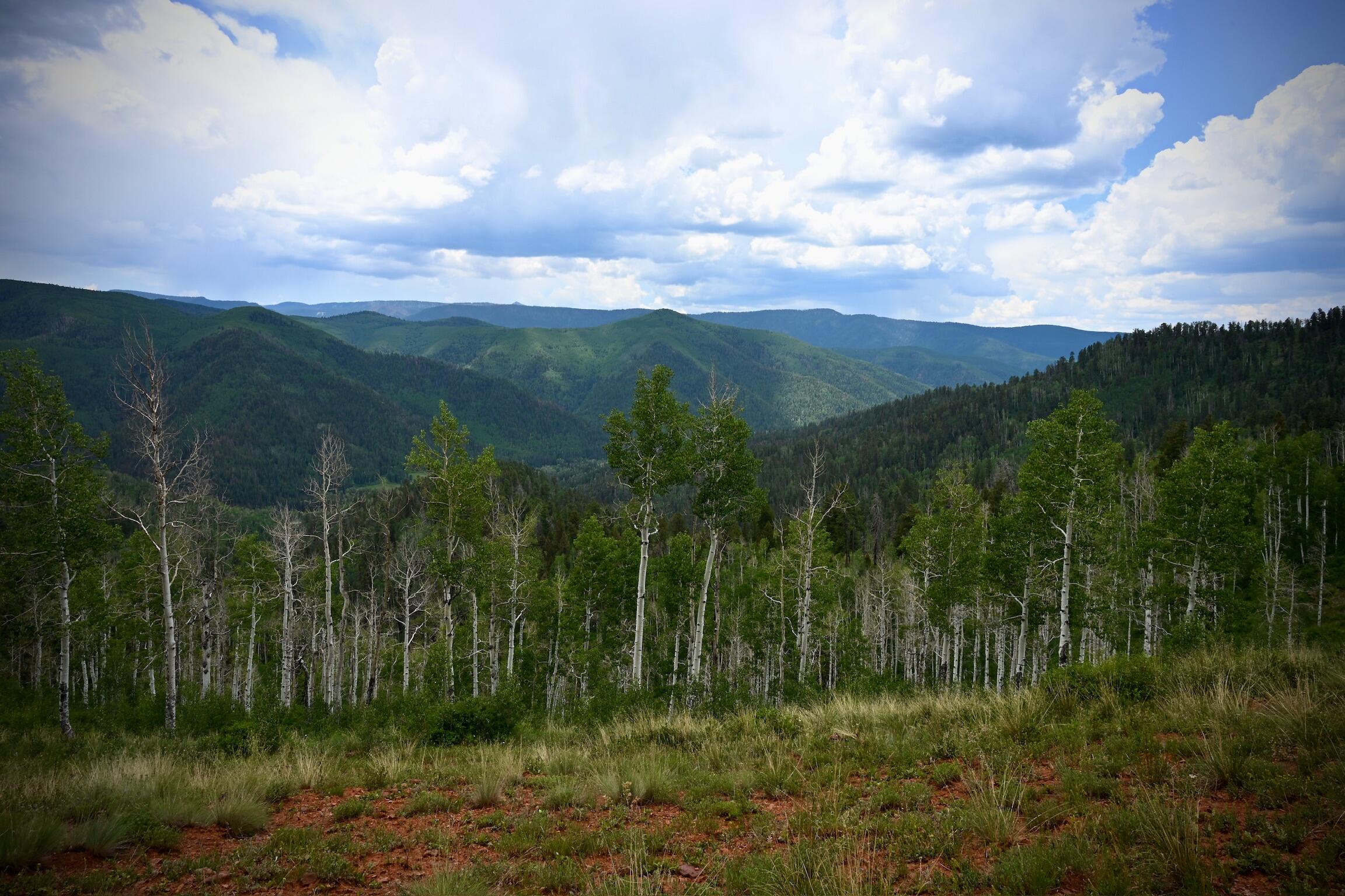TBD Highway 145