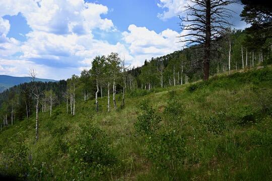 TBD Highway 145