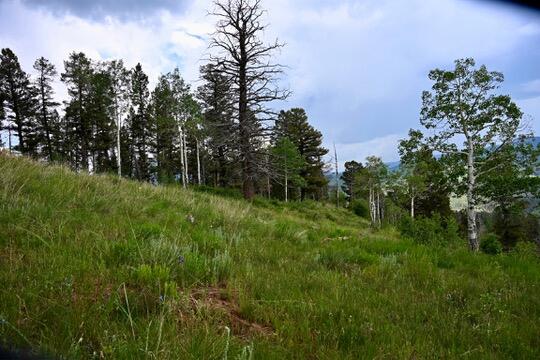 TBD Highway 145