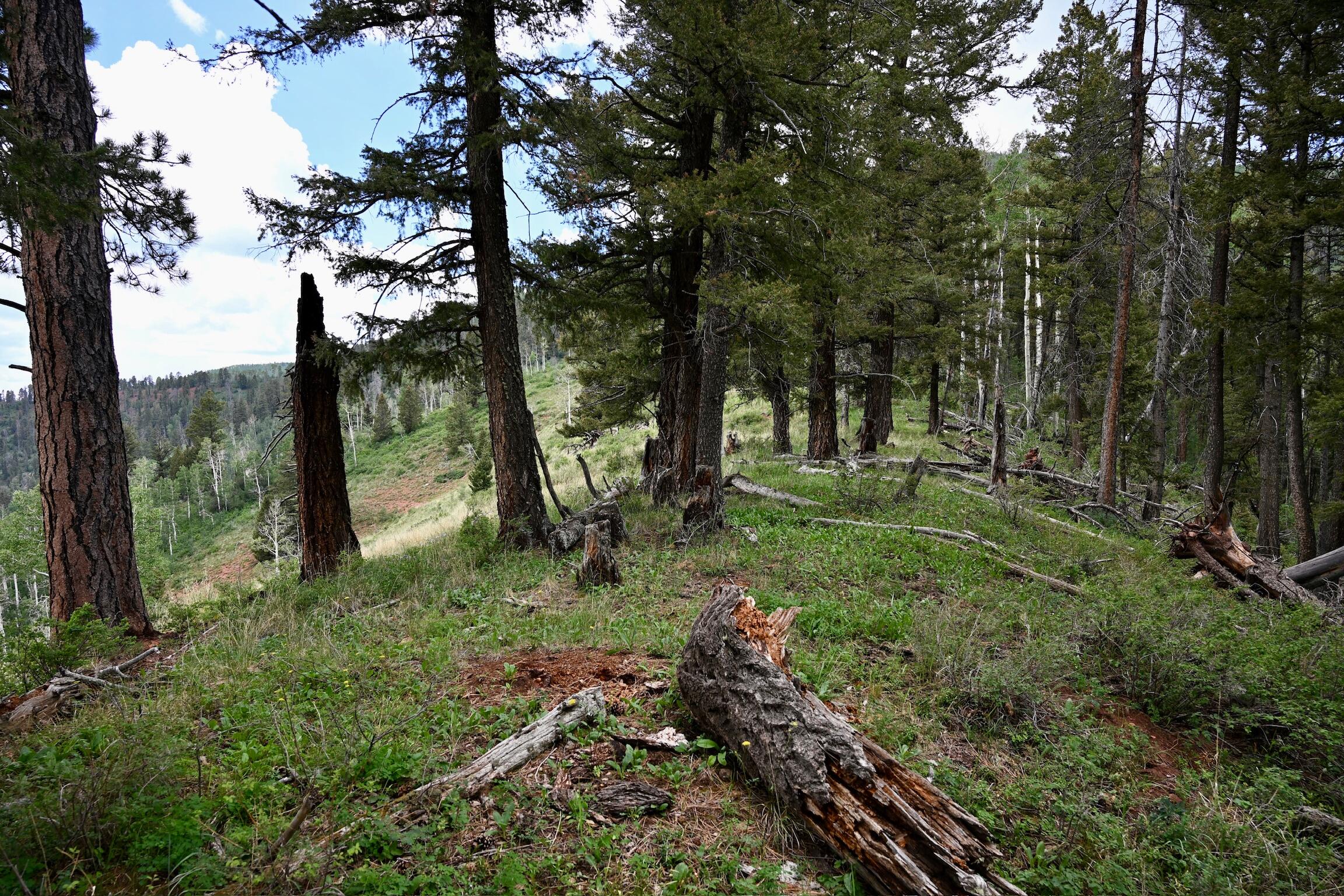 TBD Highway 145