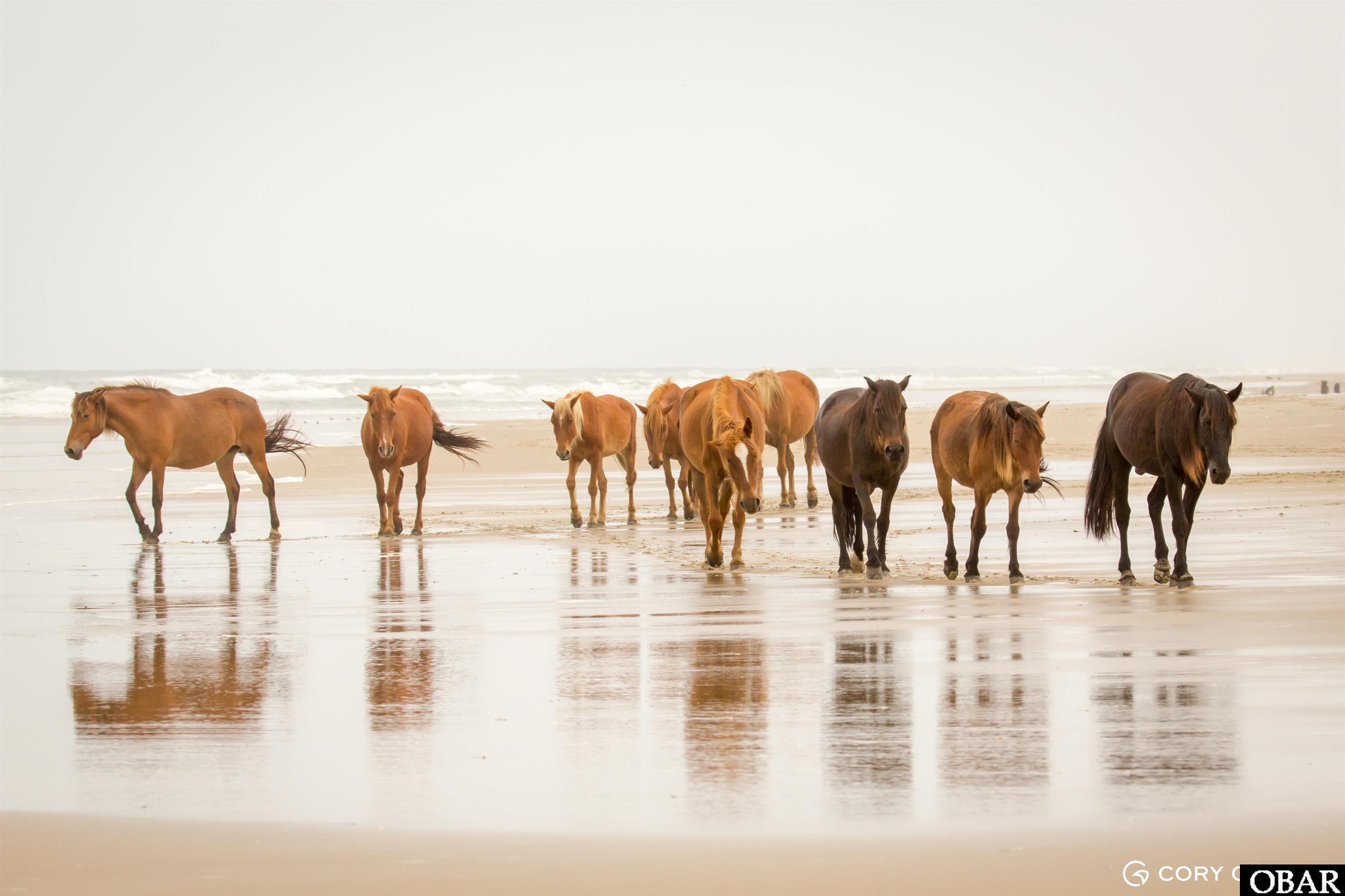 Wild horses walking along wet beach sand, reflected in shallow water with waves behind them.