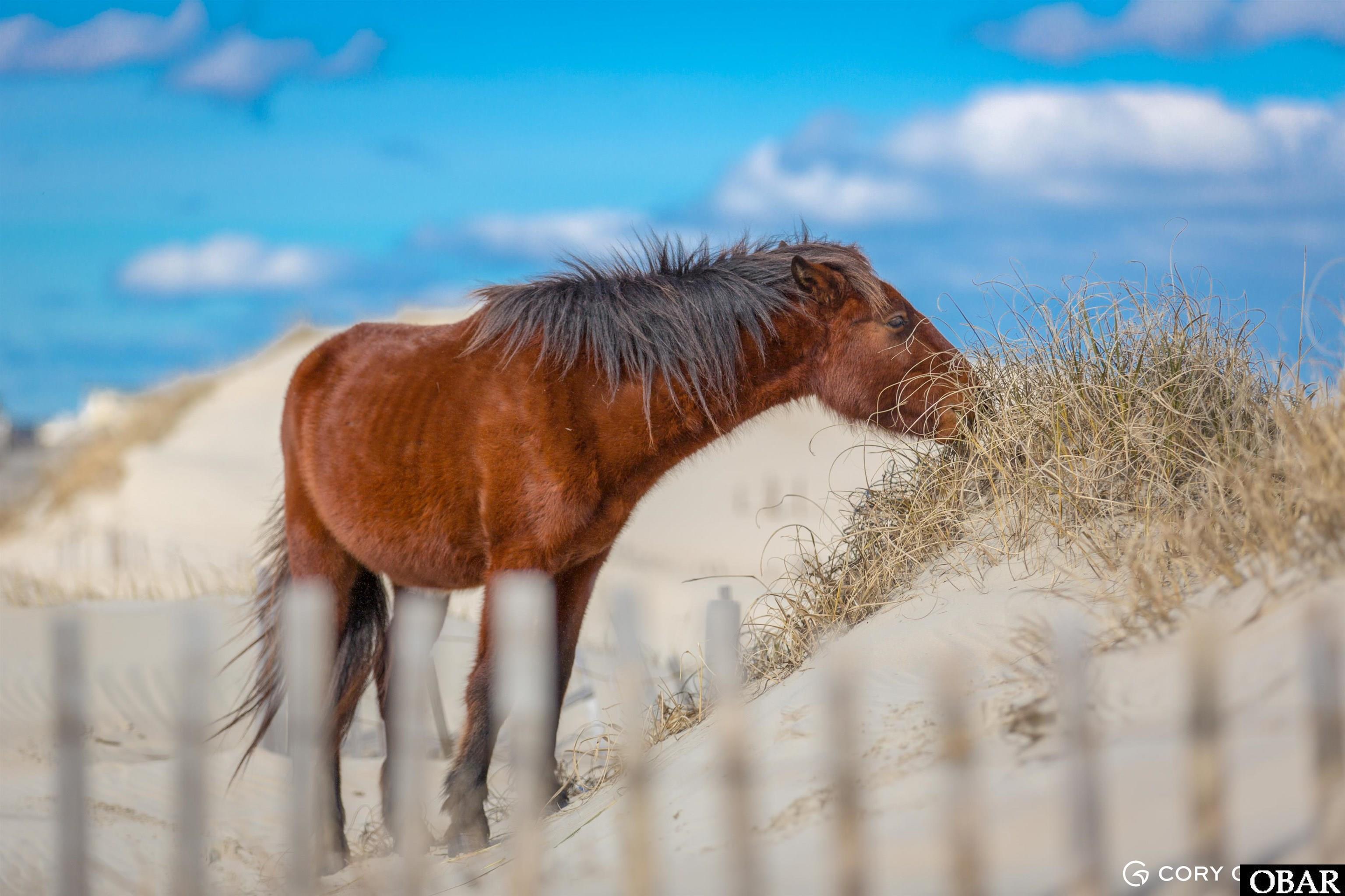 Chestnut wild horse grazing dune grass on a sandy beach, with a blurred fence in the foreground.