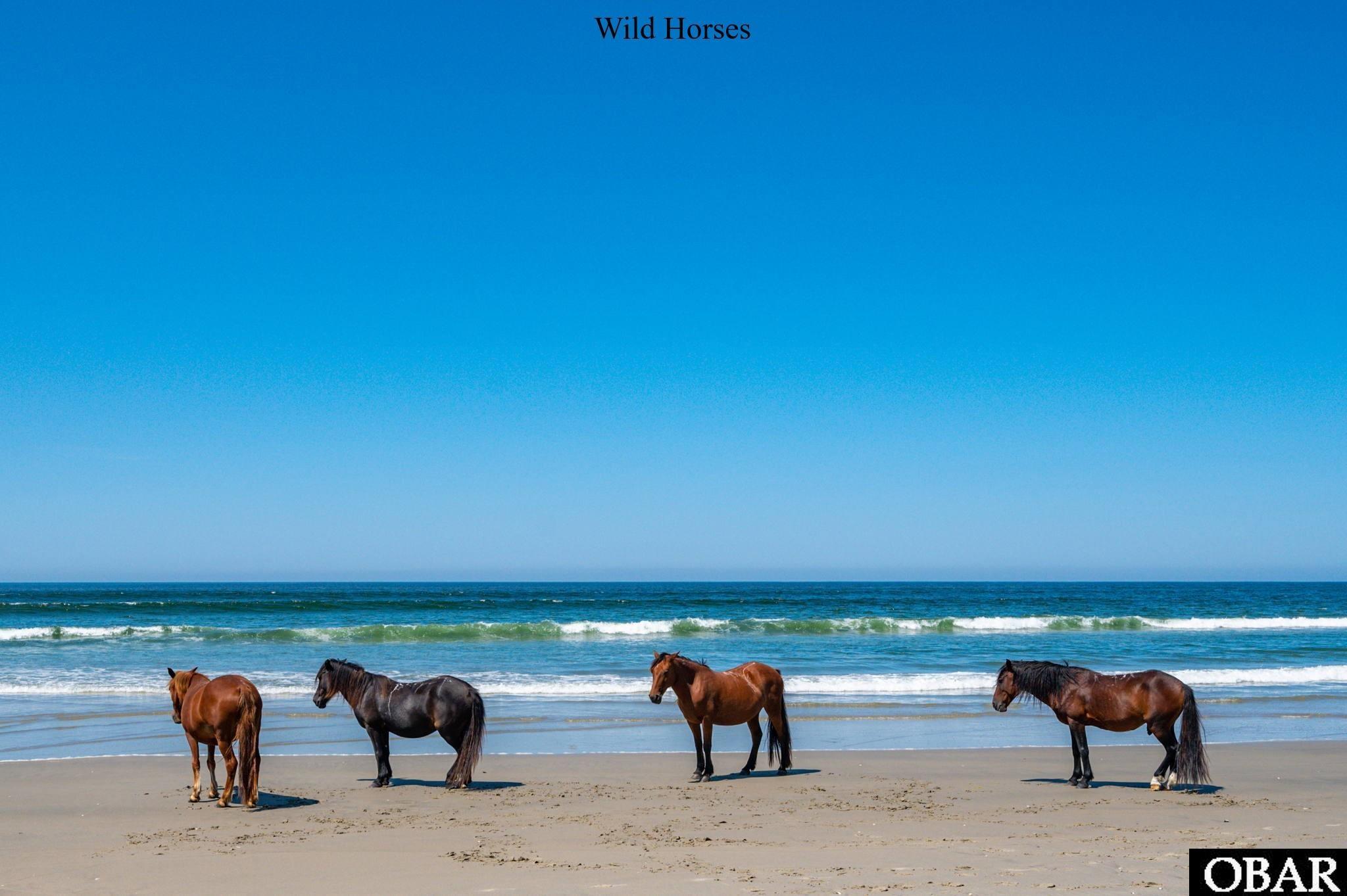 Four wild horses stand on a sunny beach beside the ocean.