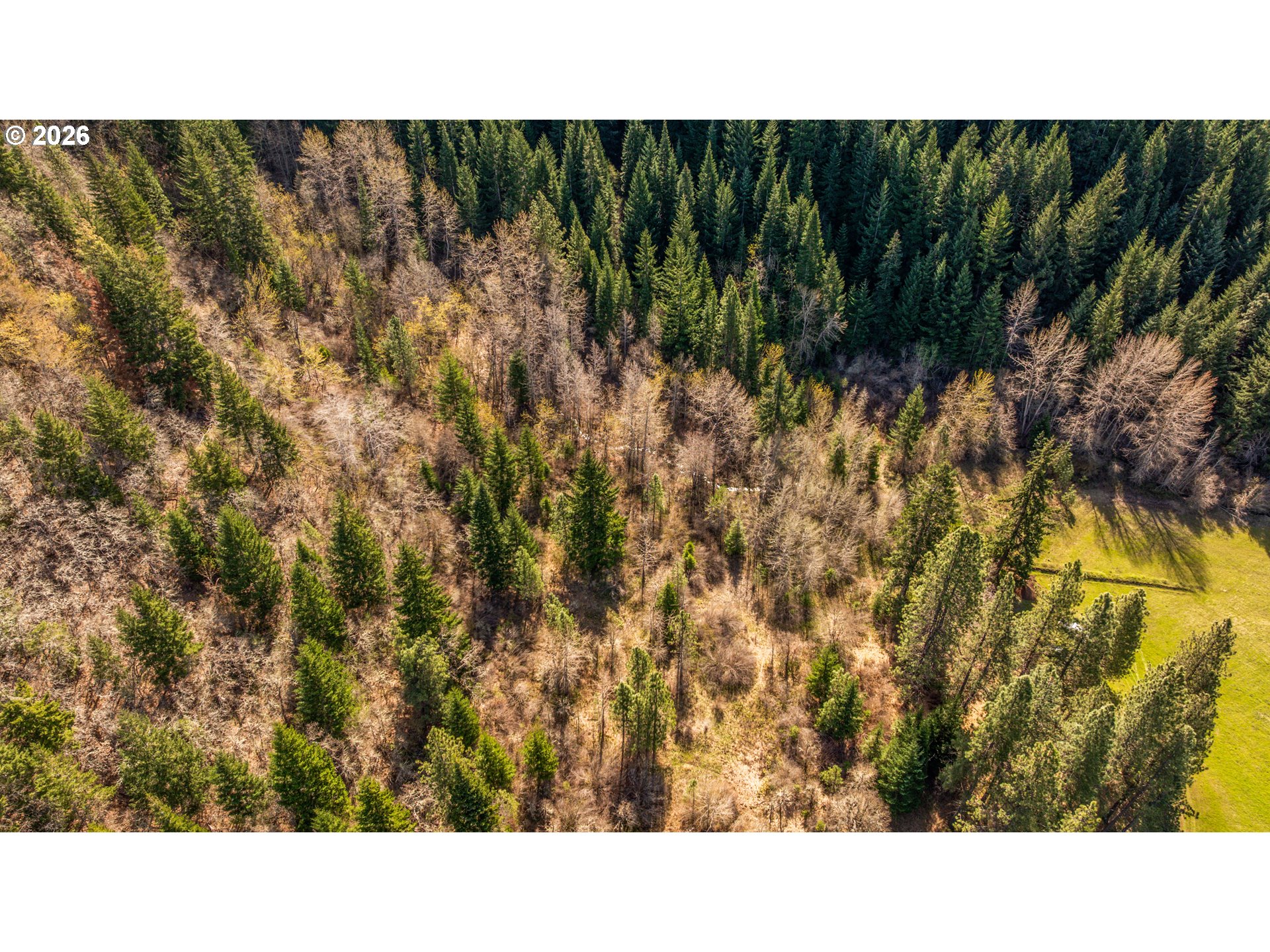Aerial view of wooded land with a grassy clearing beside dense evergreen forest.