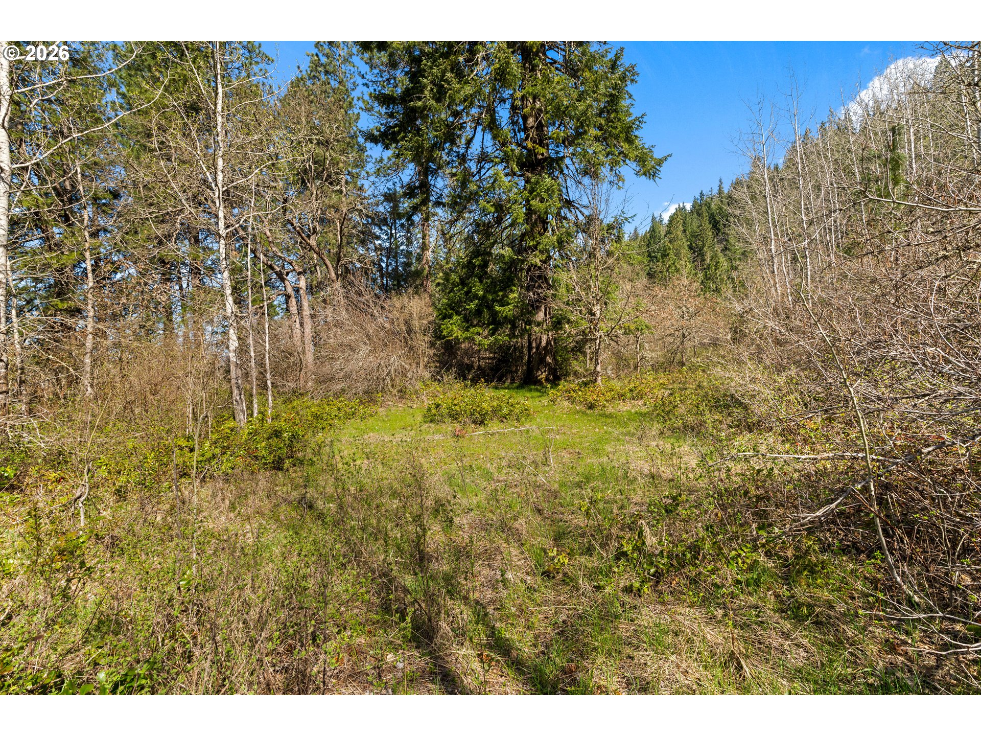 Wooded lot with a grassy clearing surrounded by shrubs and tall evergreen and leafless trees.