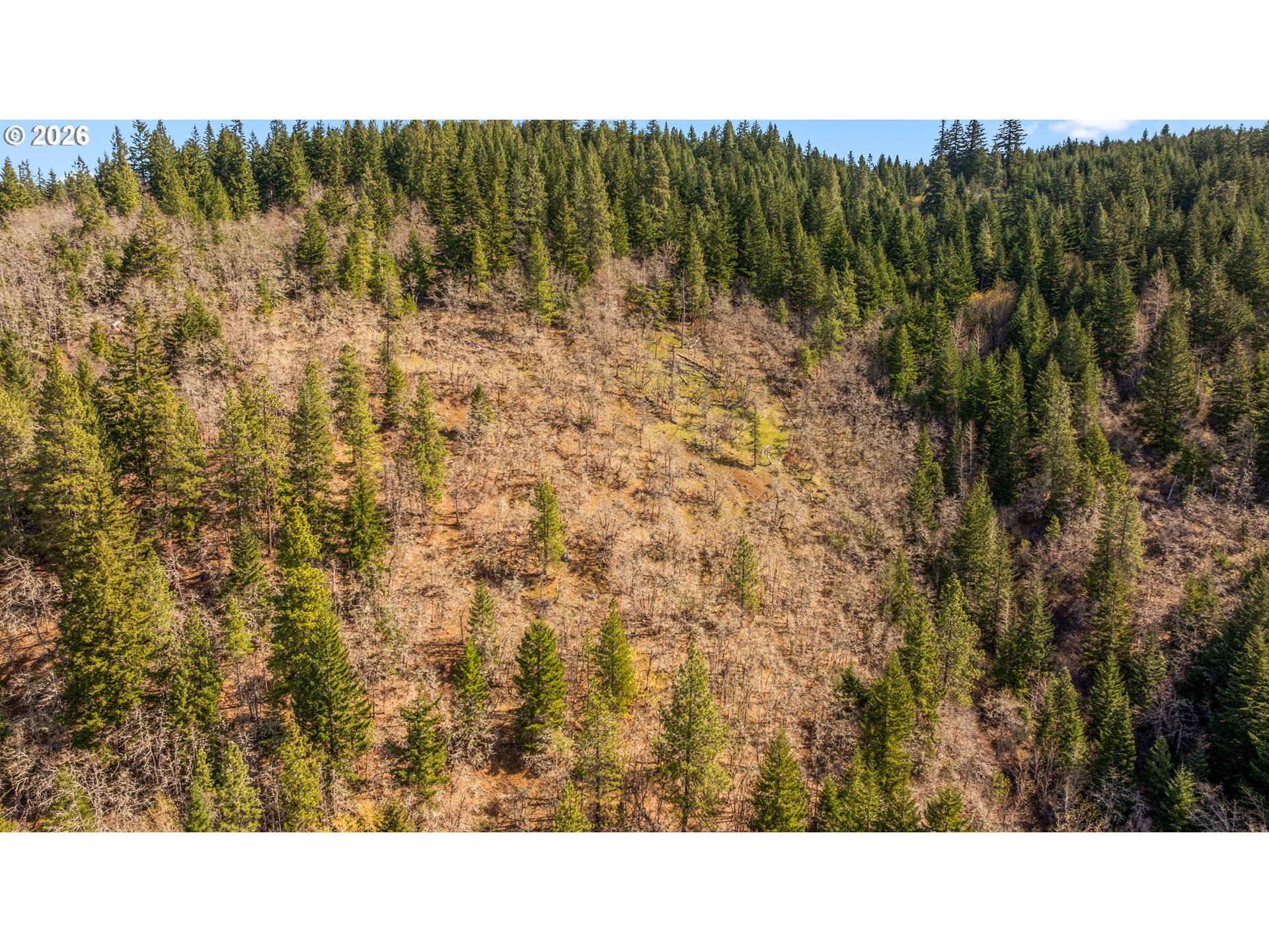 Aerial view of a wooded hillside with a leafless clearing among evergreen trees.