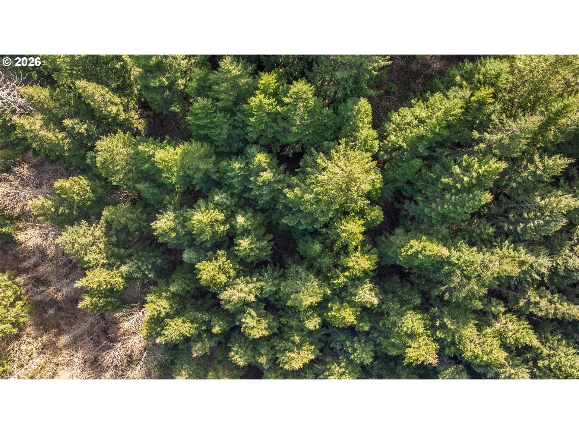 Aerial view of densely forested land with evergreen trees and scattered leafless patches.