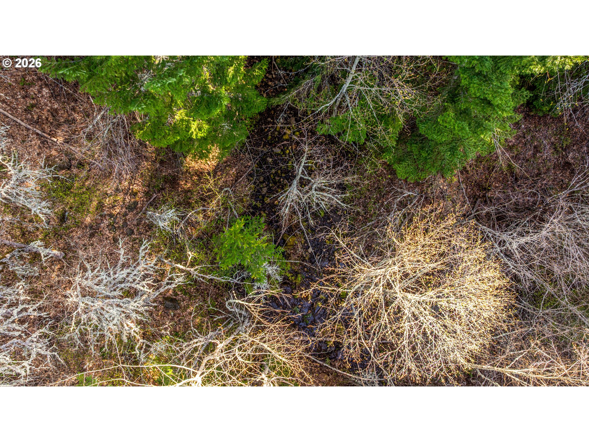 Aerial view of wooded land with a narrow rocky creek bed among evergreen and leafless trees.