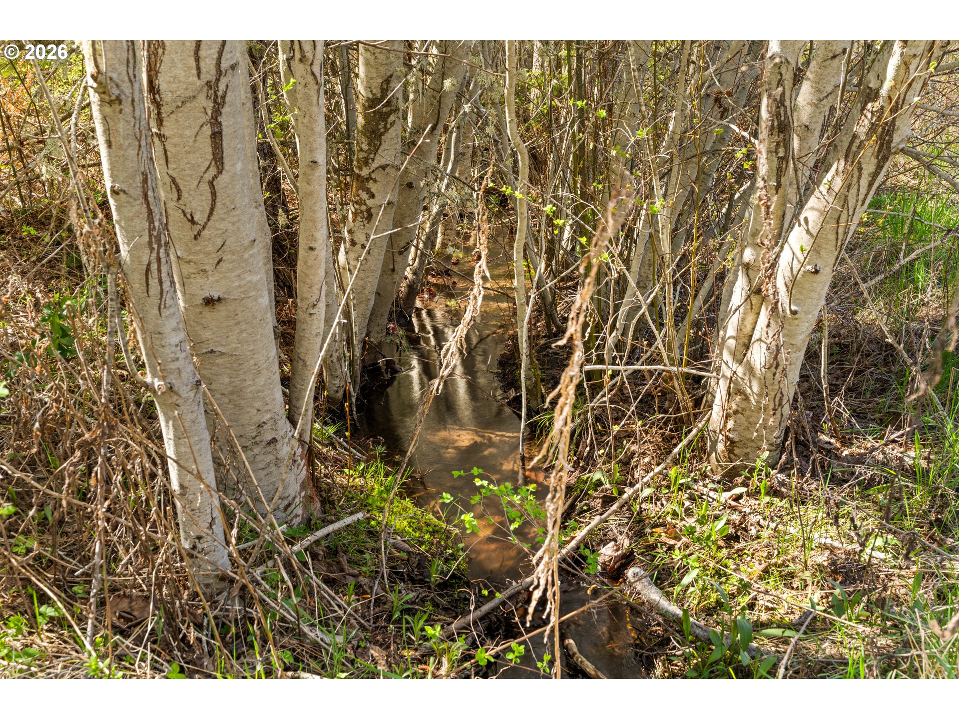 Shallow creek winding through dense woodland with pale tree trunks and fresh green growth.