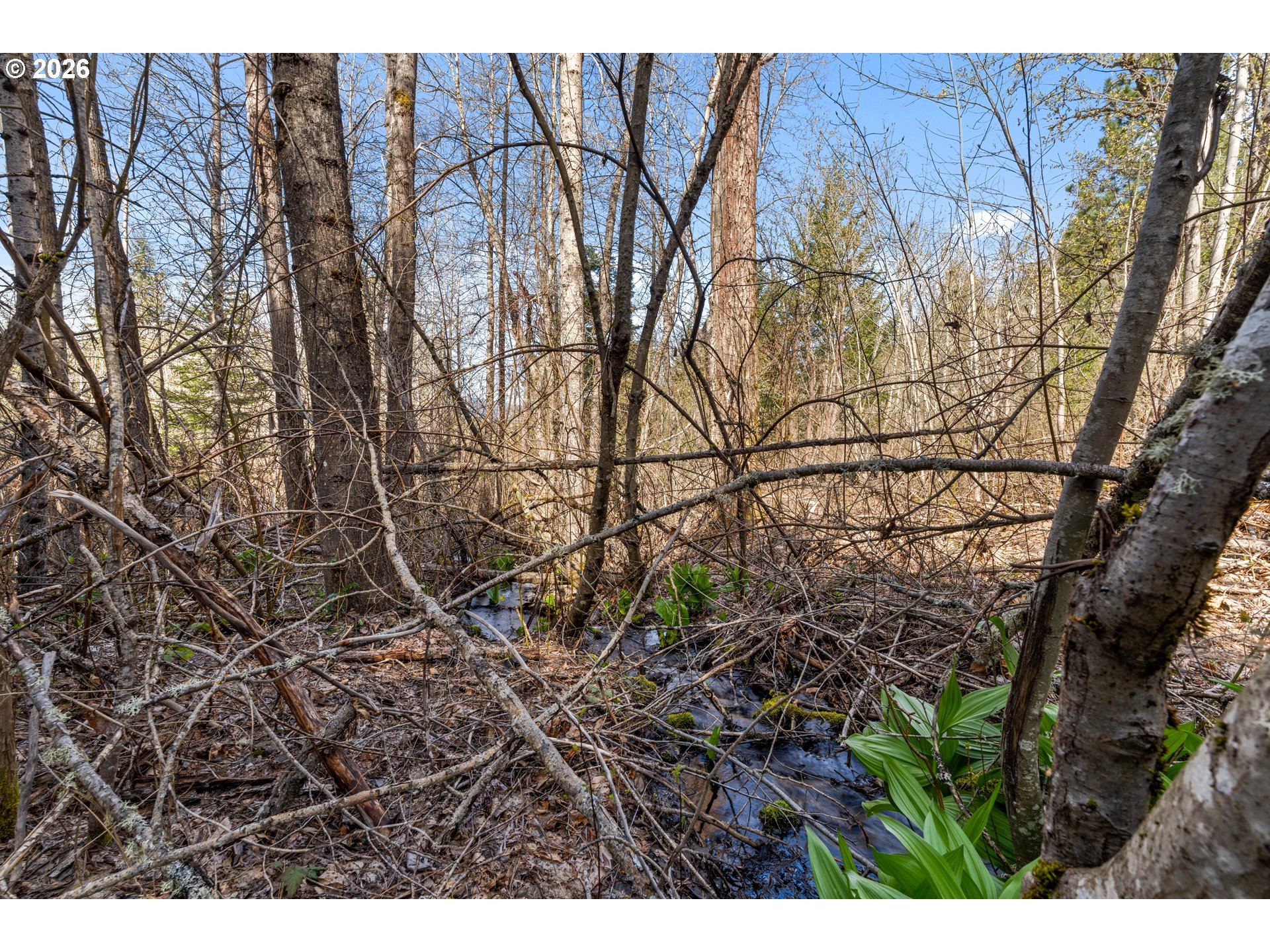 Wooded property with a small creek winding among trees and fallen branches.
