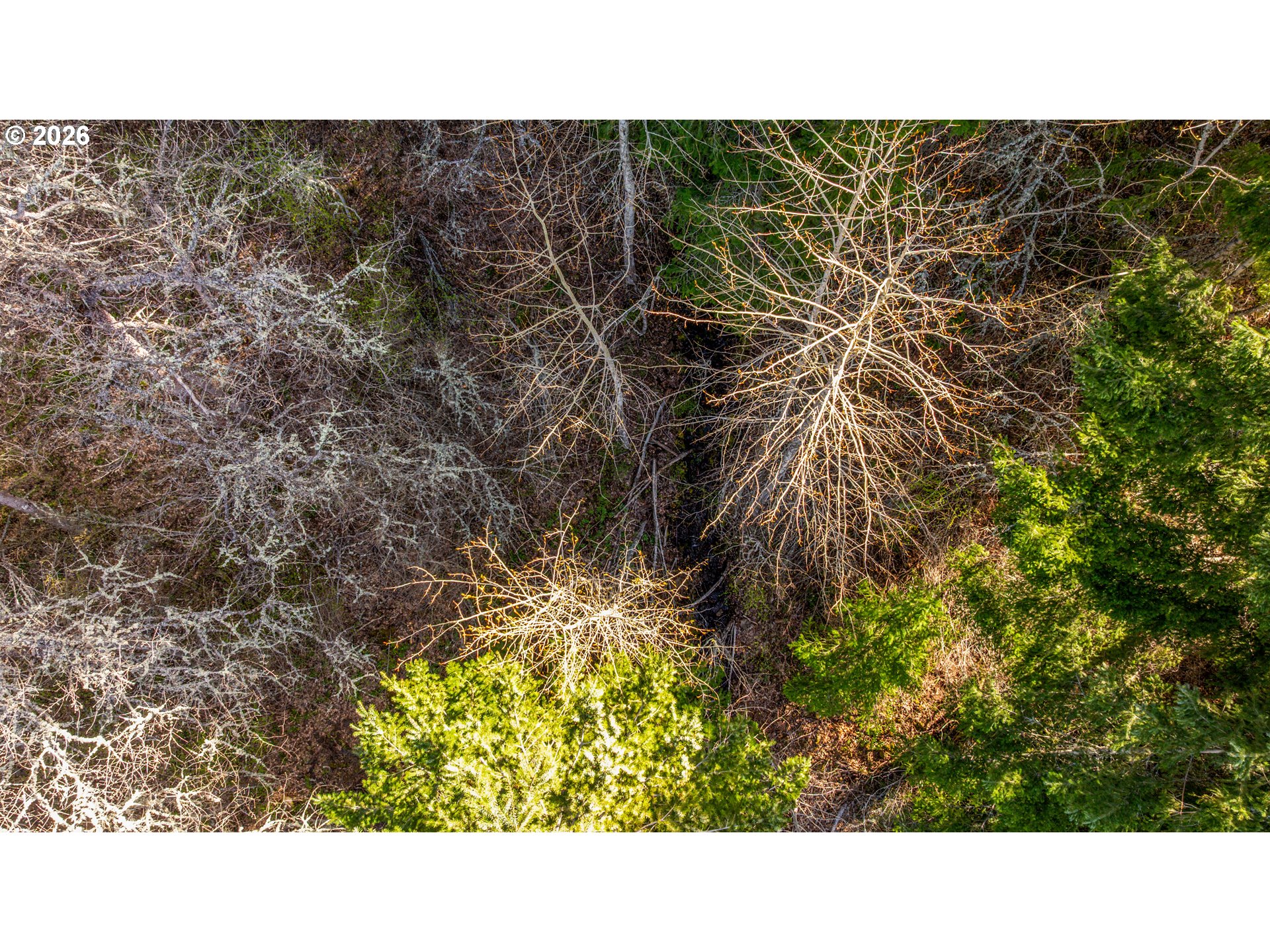 Aerial view of densely wooded land with bare deciduous trees and green evergreens.