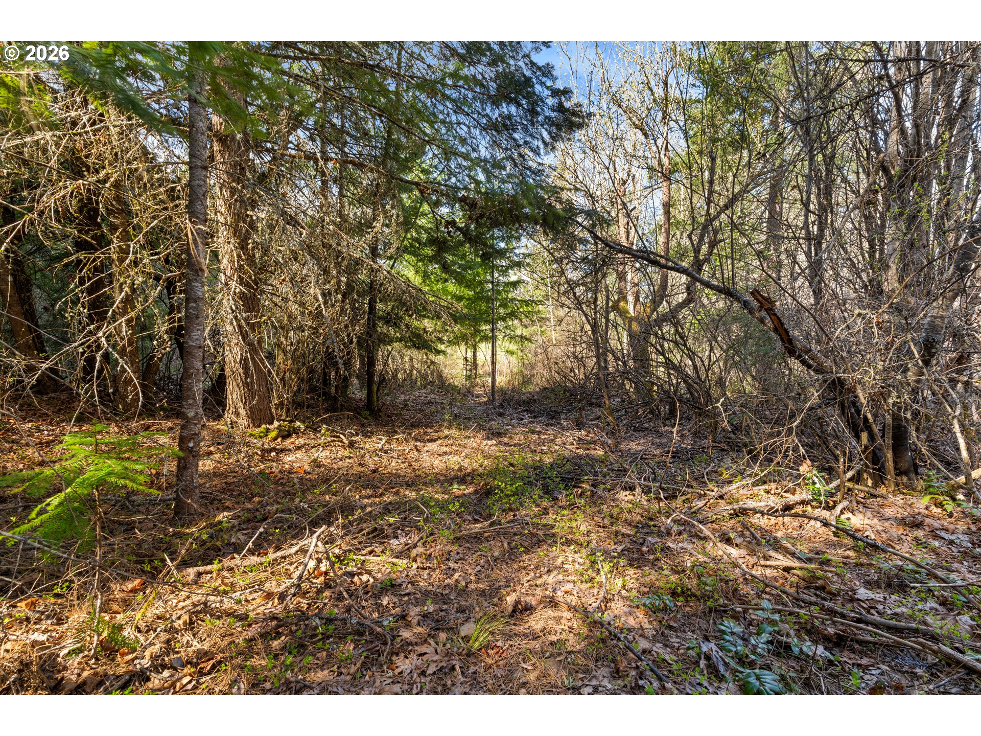 Wooded vacant land with dense trees, tangled undergrowth, and a sunlit opening.