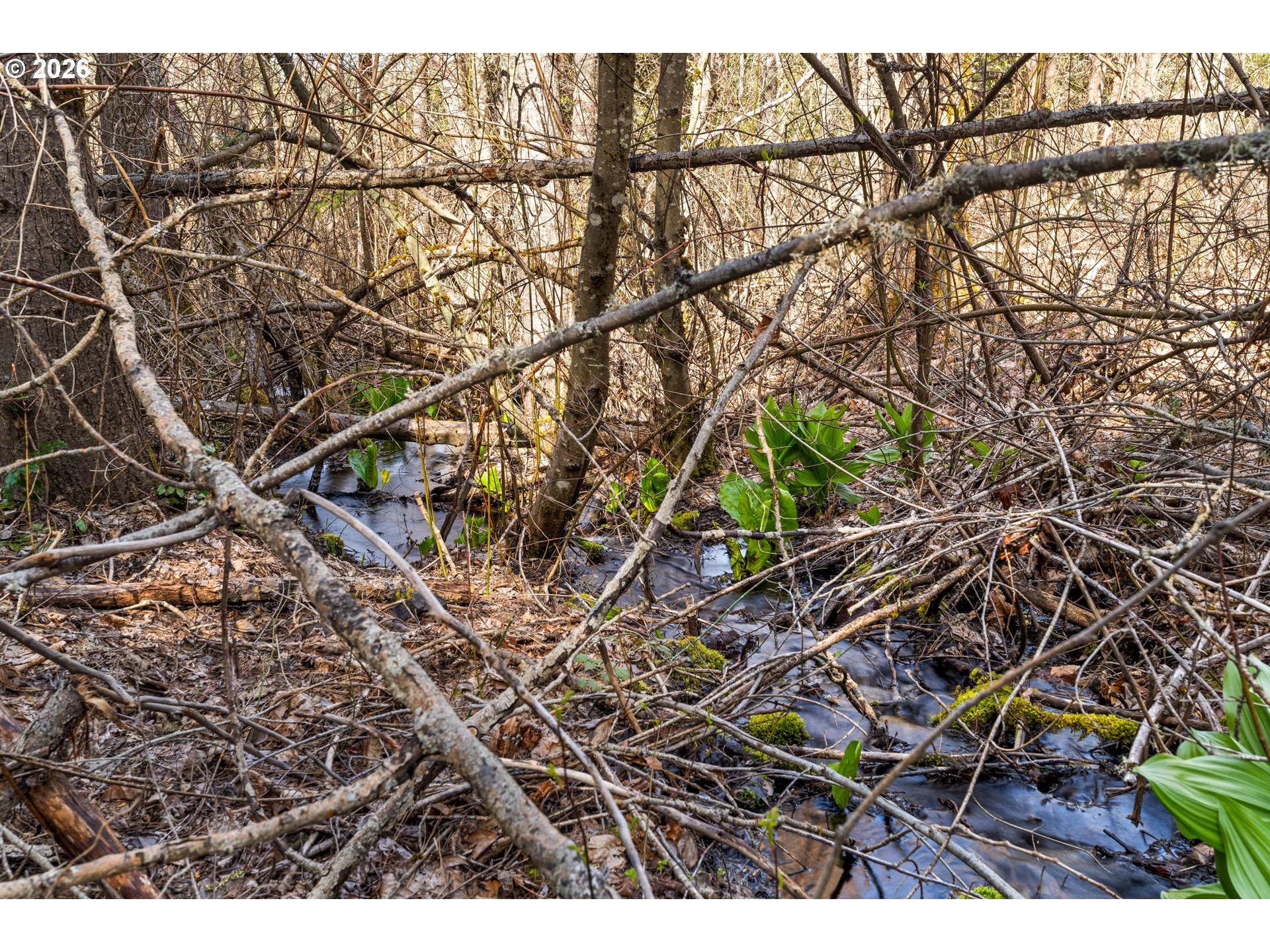 Shallow stream winding through dense woodland tangled with fallen branches.